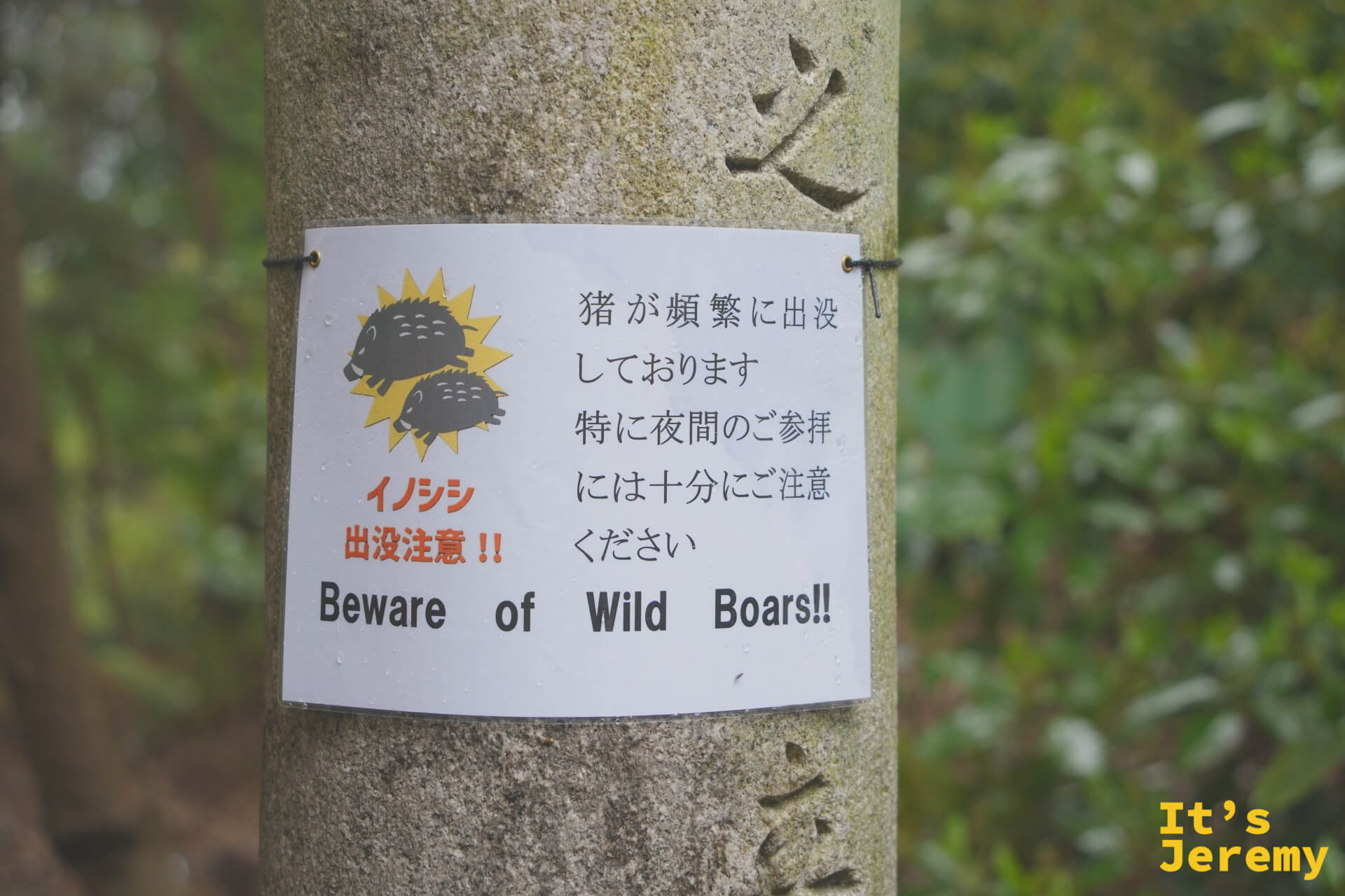 「Beware of Wild Boars!!」——這是官方立的告示牌，不是玩笑
