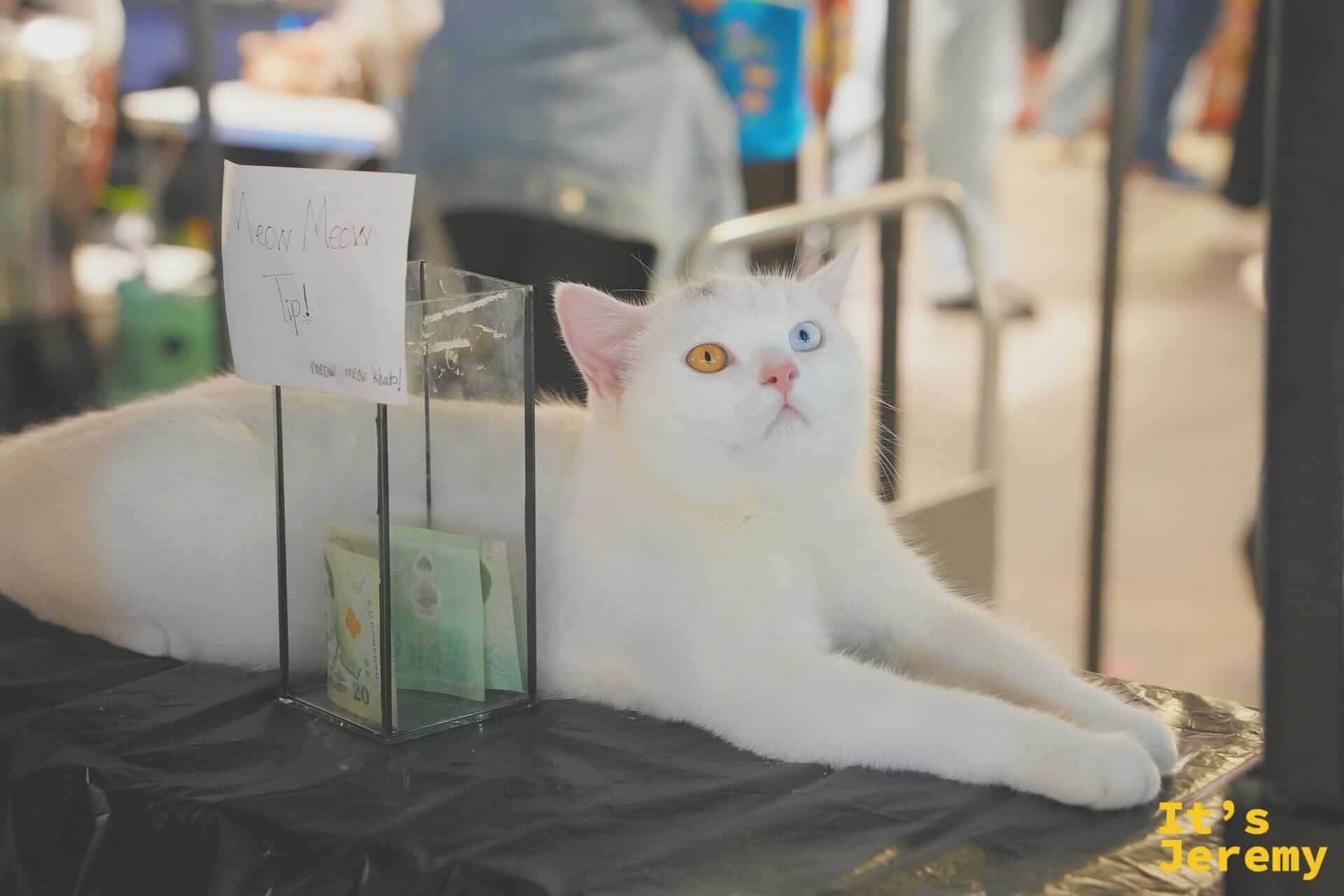 雙瞳異色的小貓坐在「meow meow tip」打賞攤上