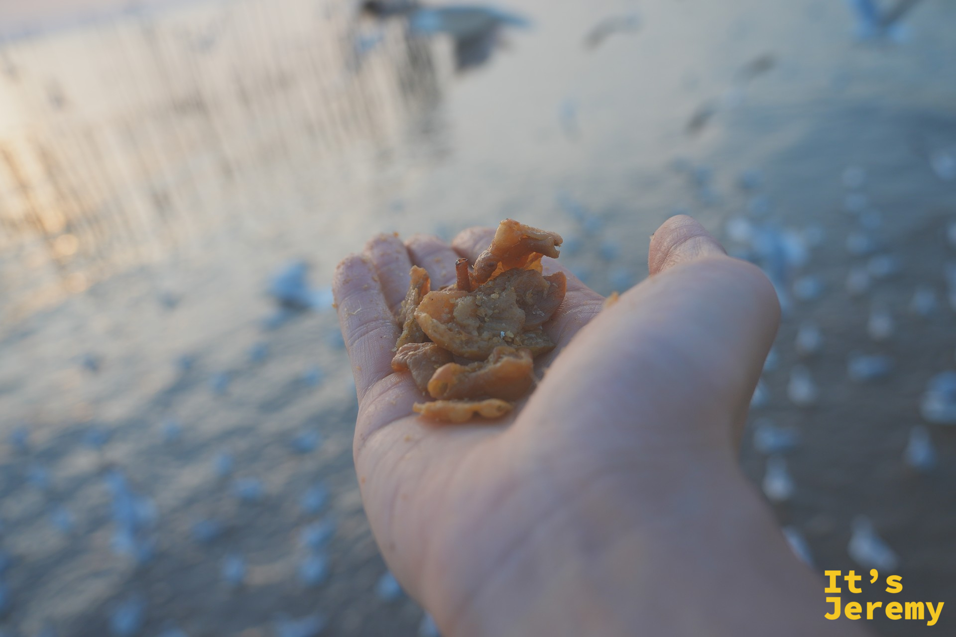 一手掌的炸豬皮鳥食，背景是棧道與飛舞中的海鷗