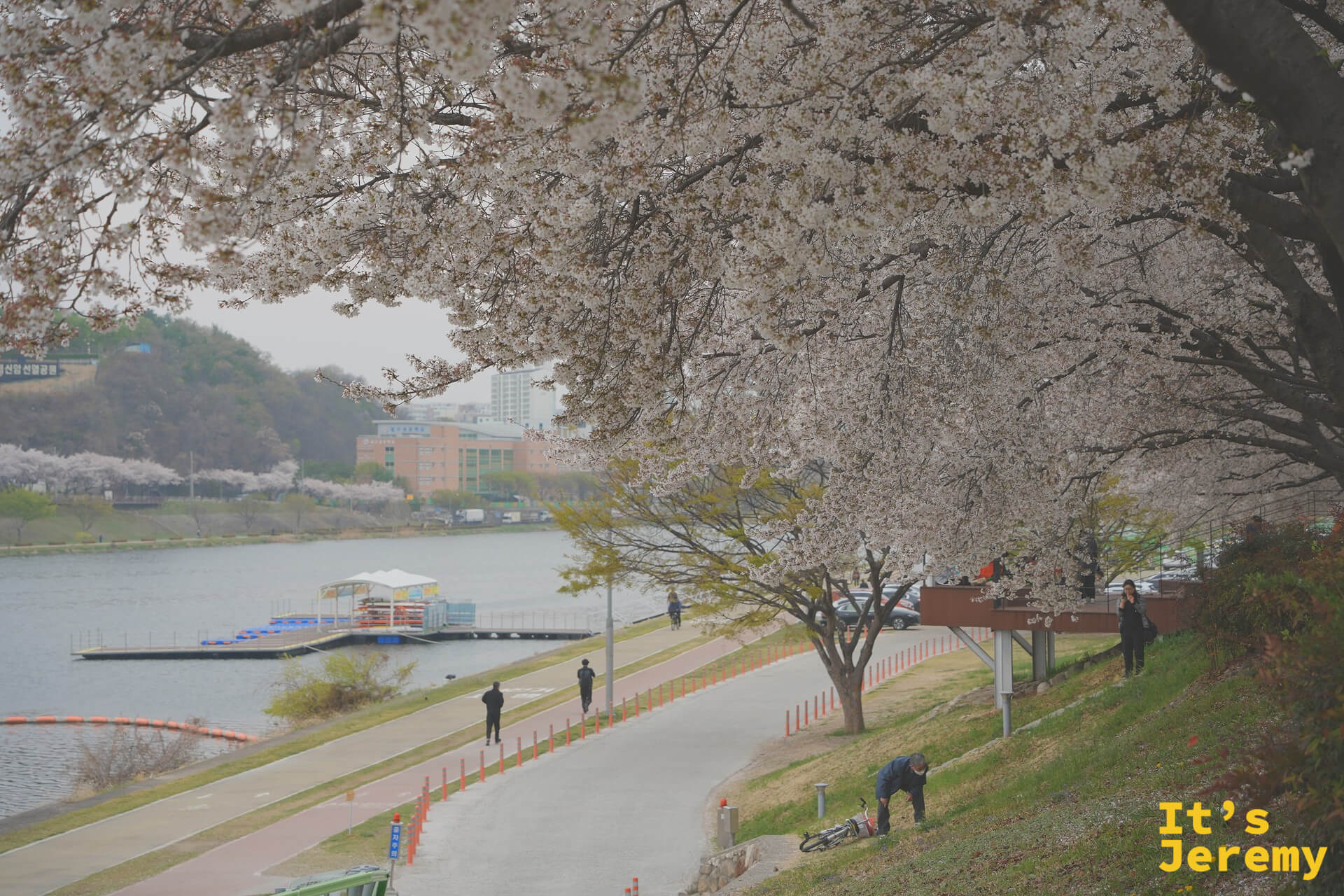 從高處俯瞰琴湖江河堤步道,遠處有櫻花、河面上有平台船
