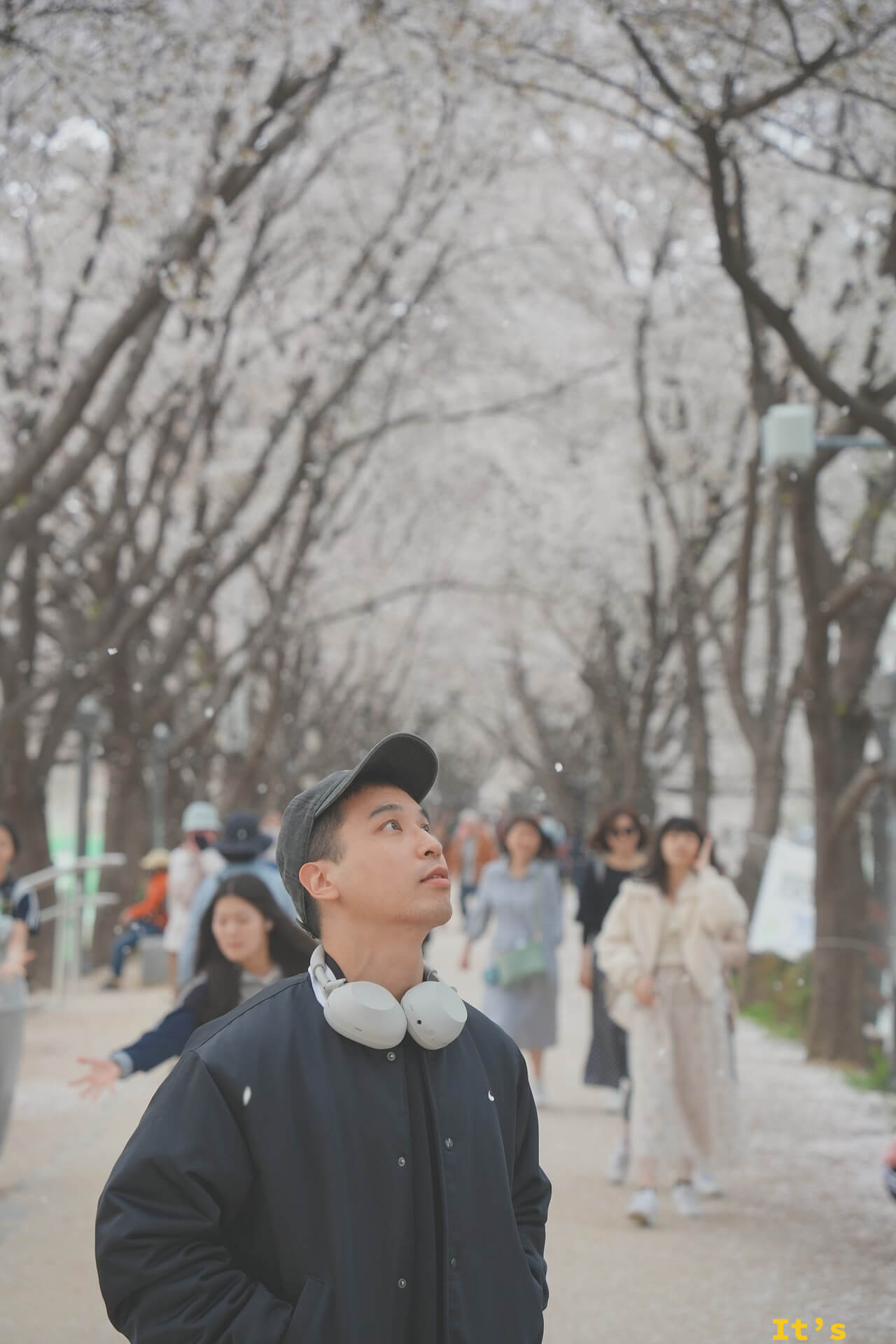 Jeremy 戴鴨舌帽抬頭看櫻花,背景是櫻花隧道與其他遊客