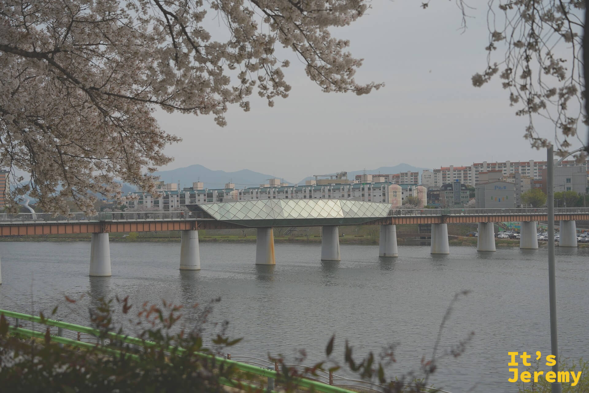 透過河堤櫻花框景看到峨洋鐵橋玻璃中段全景,後方是大邱市區與山景