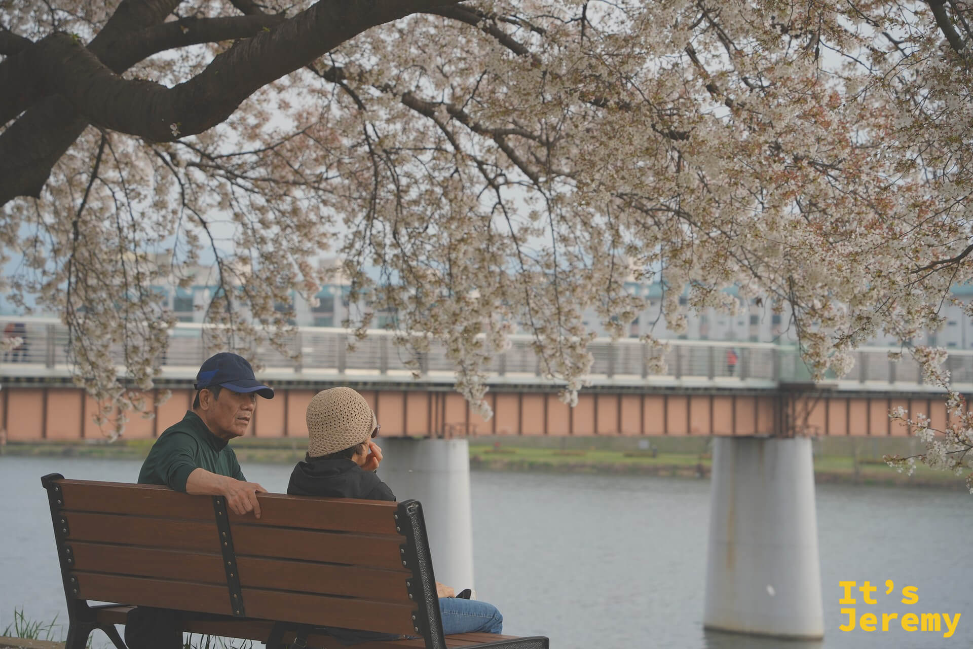一對老夫婦坐在公園長椅上、櫻花樹下、背景是峨洋鐵橋