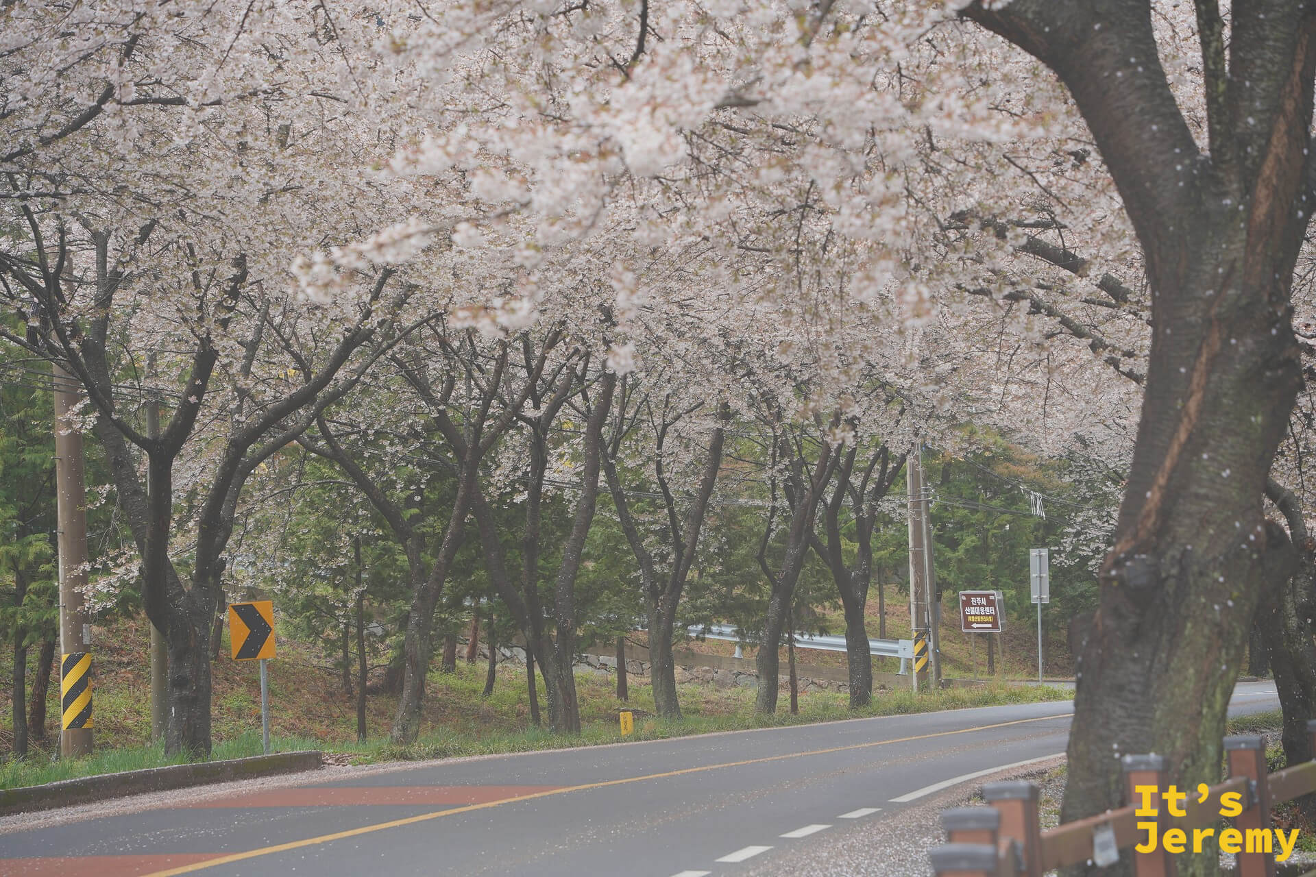雨霧中的月牙山主幹道，兩側高大的染井吉野在路面上方形成粉白色的花廊