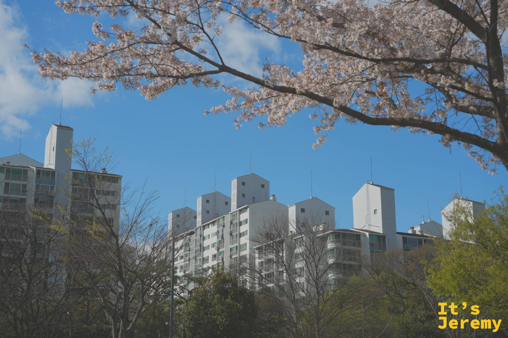 盛花期的染井吉野與公寓大廈同框——這種城市感是신안강변有別於山林賞花的獨特氣質
