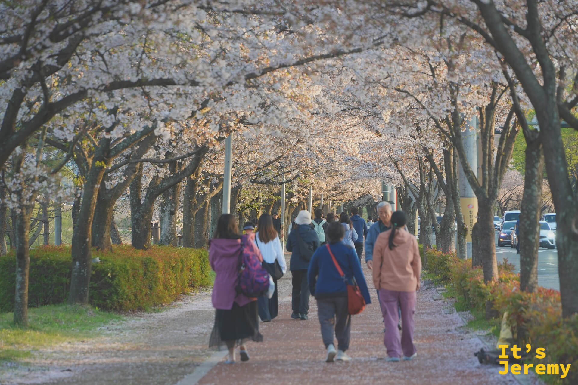 步道全景,兩側成熟的染井吉野在頭頂連成連綿的粉白花廊,磚紅步道向遠處延伸