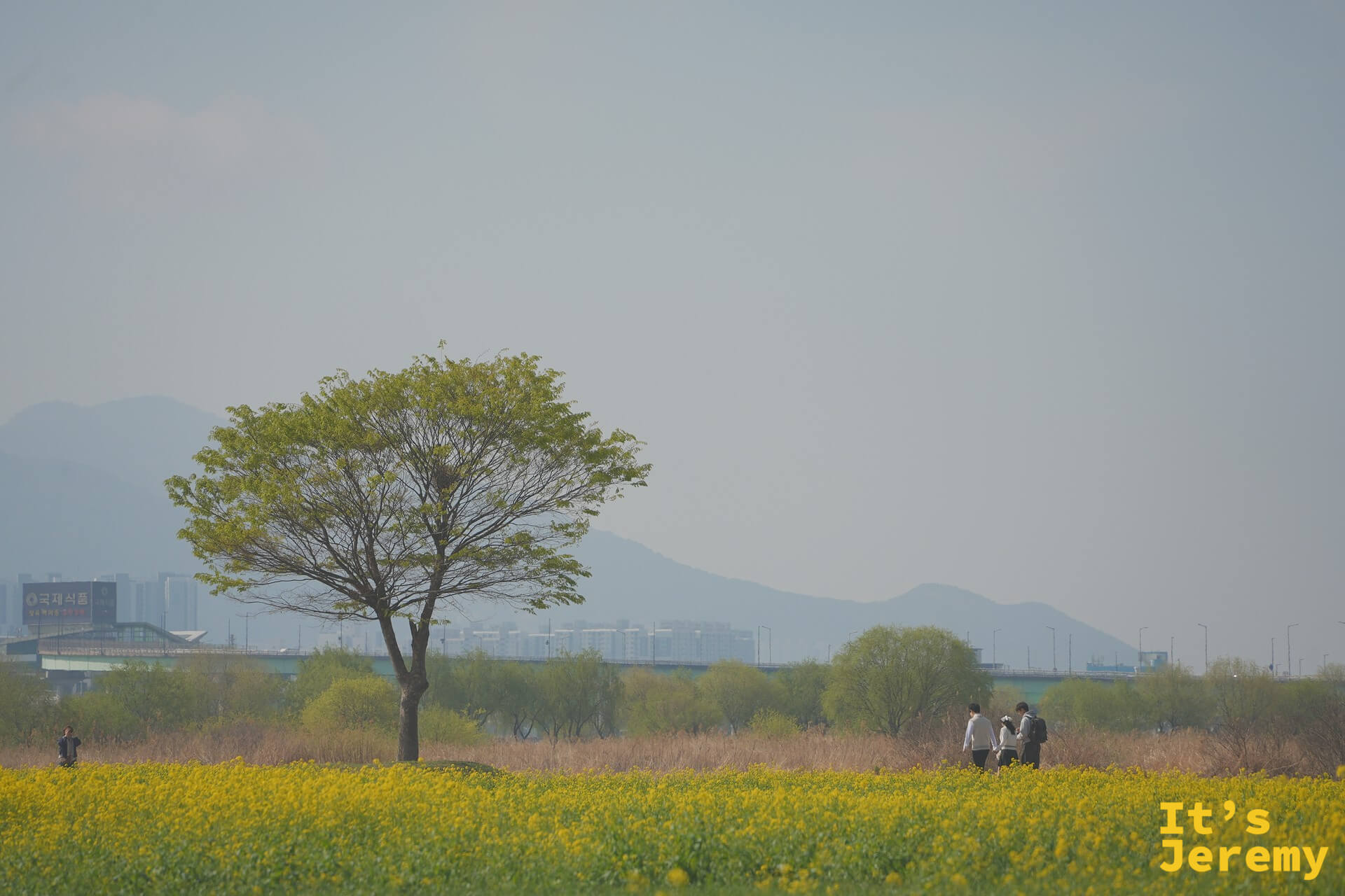 公園全景遠拍：油菜花海延伸至遠方，一棵孤樹立在中央，遠景是洛東江橋與連綿低山
