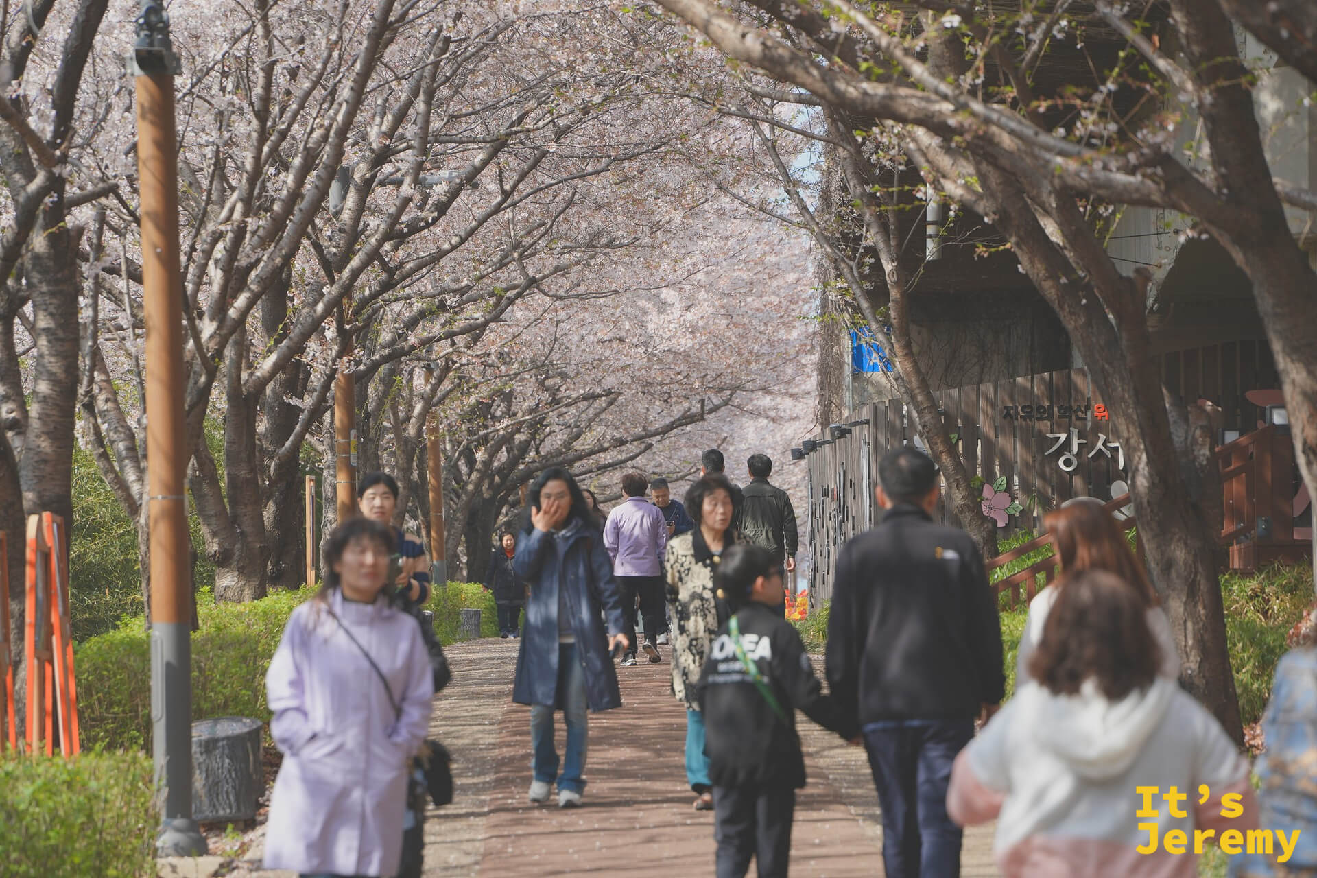 步道上人潮熙攘，兩側染井吉野形成完整的花廊隧道，地上散落細碎花瓣