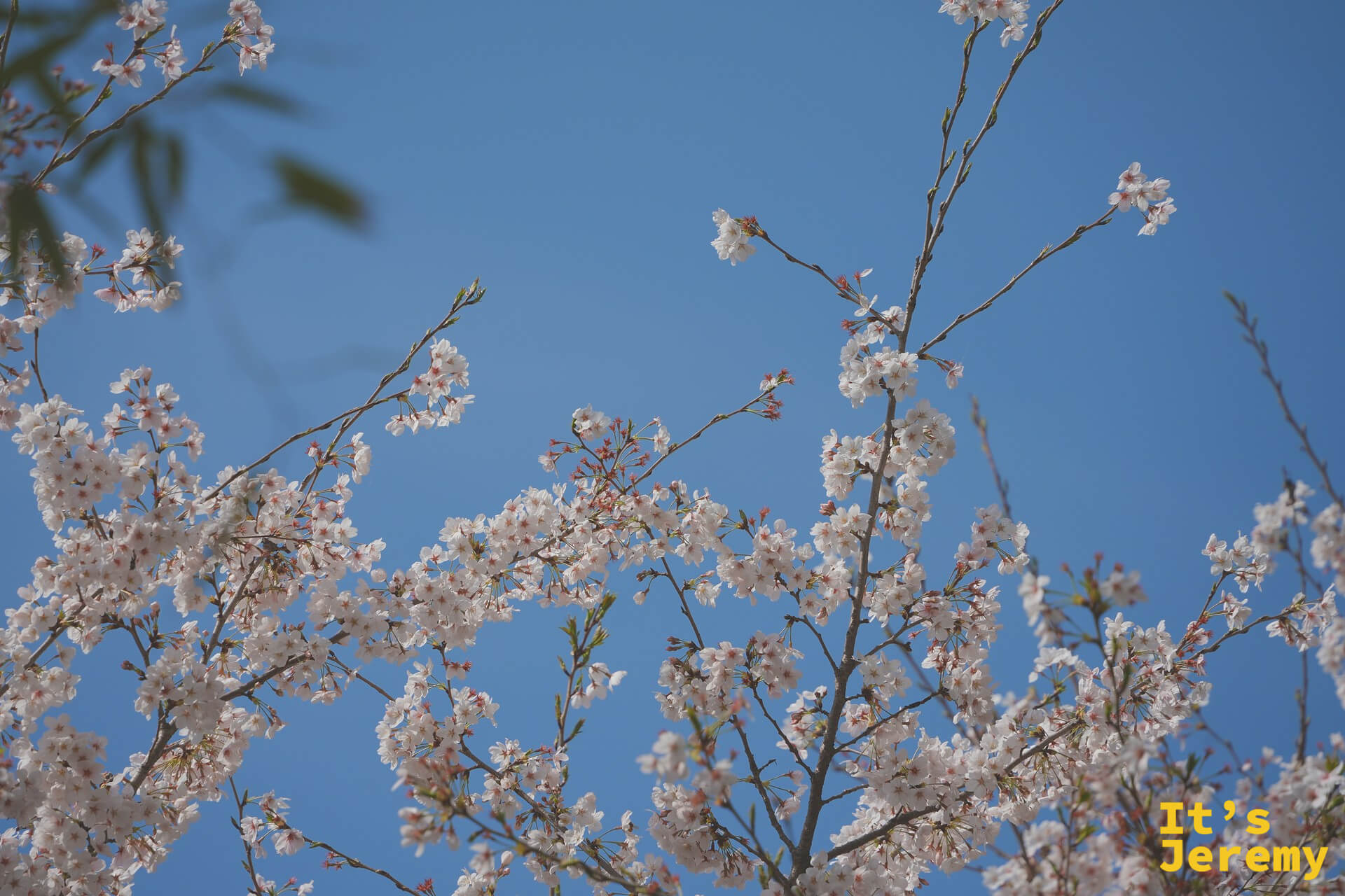 仰拍染井吉野，純白的花簇在藍天襯托下如同浮雲，春風帶著幾瓣飄落