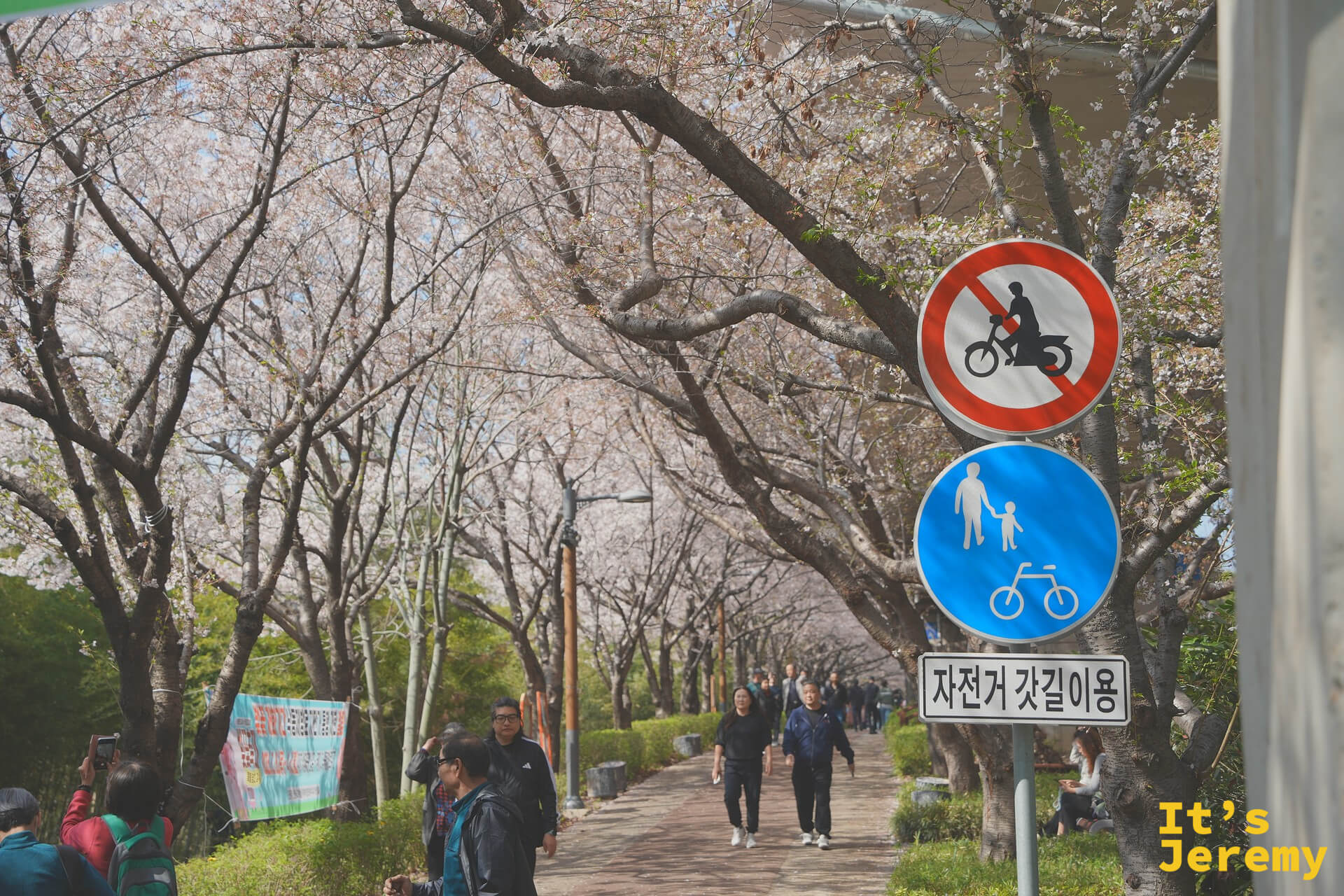 步道視角：行人悠閒穿越花廊，路旁立著自行車路線標誌，花枝在兩側伸展交疊