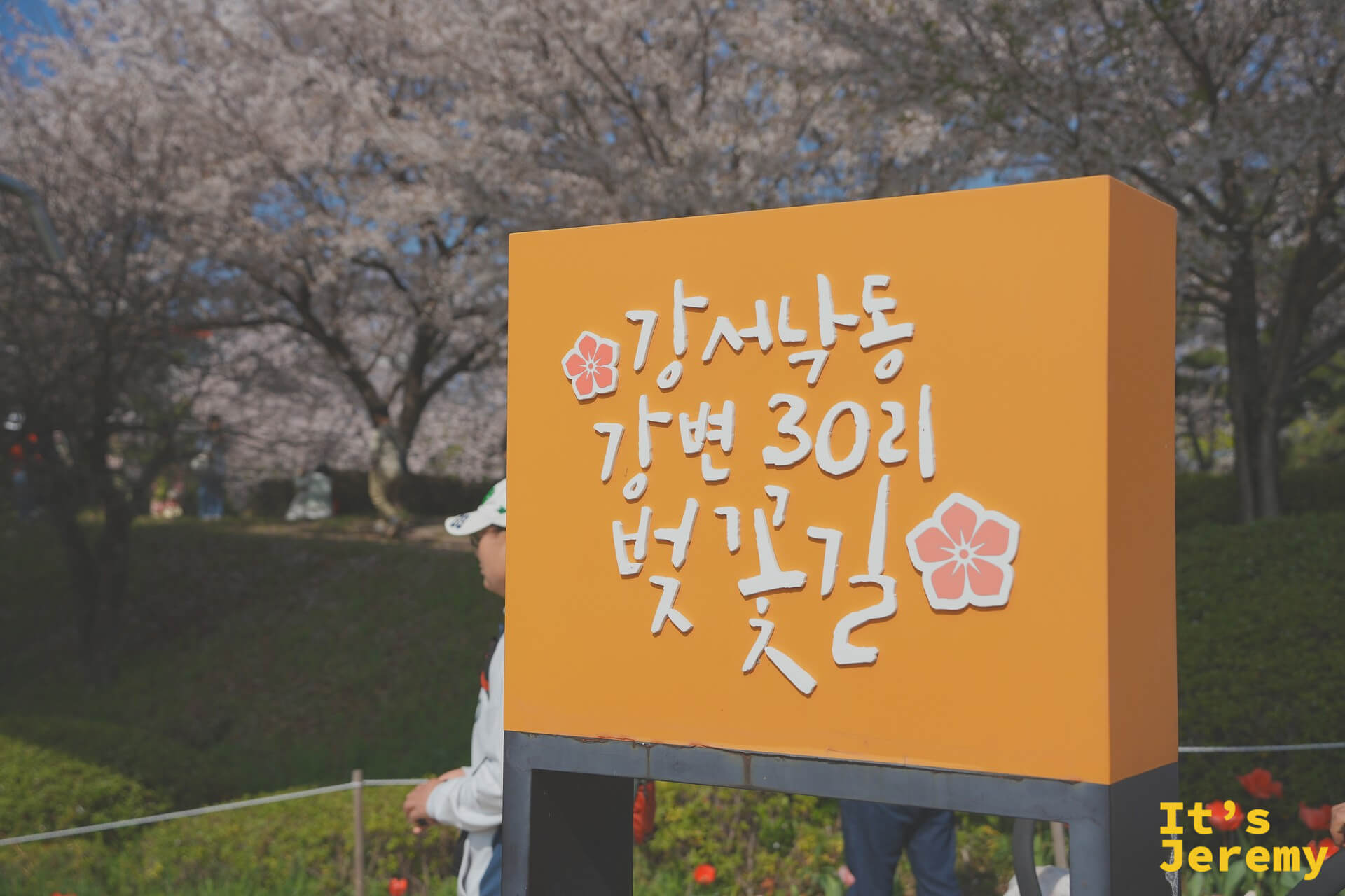 낙동강변 30리 벚꽃길標誌牌，橘色標牌前方滿是盛開的染井吉野，春意濃烈