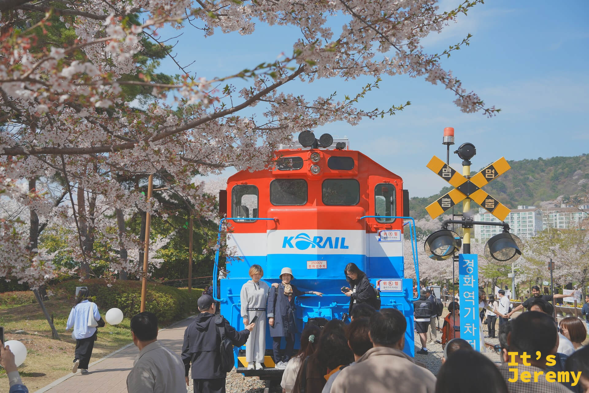 紅藍 KORAIL 機車頭靜靜停在月台旁,兩側是滿開的老櫻花