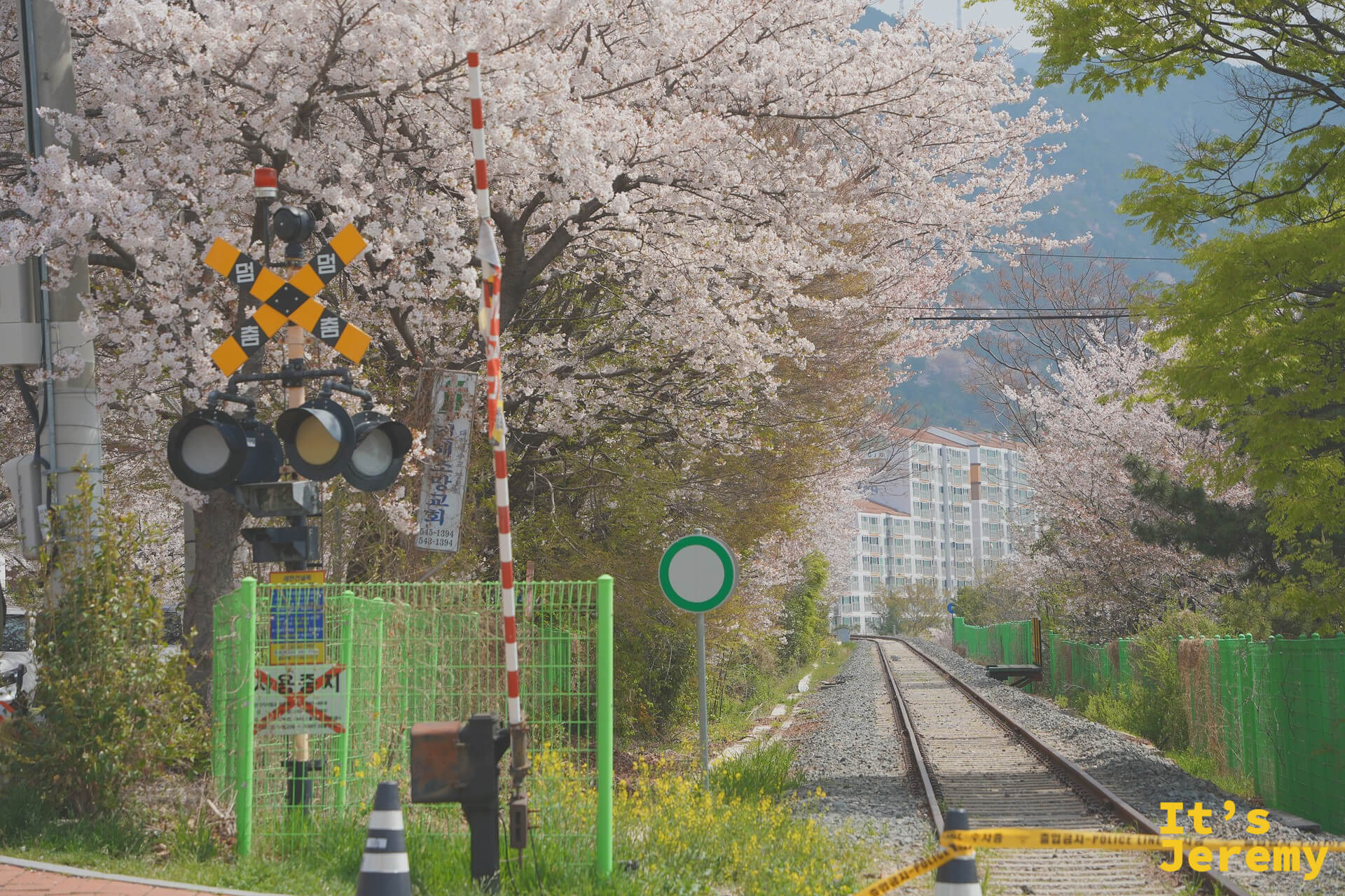 平交道護欄和號誌旁,鐵道往遠方延伸,兩側全是未凋的櫻花