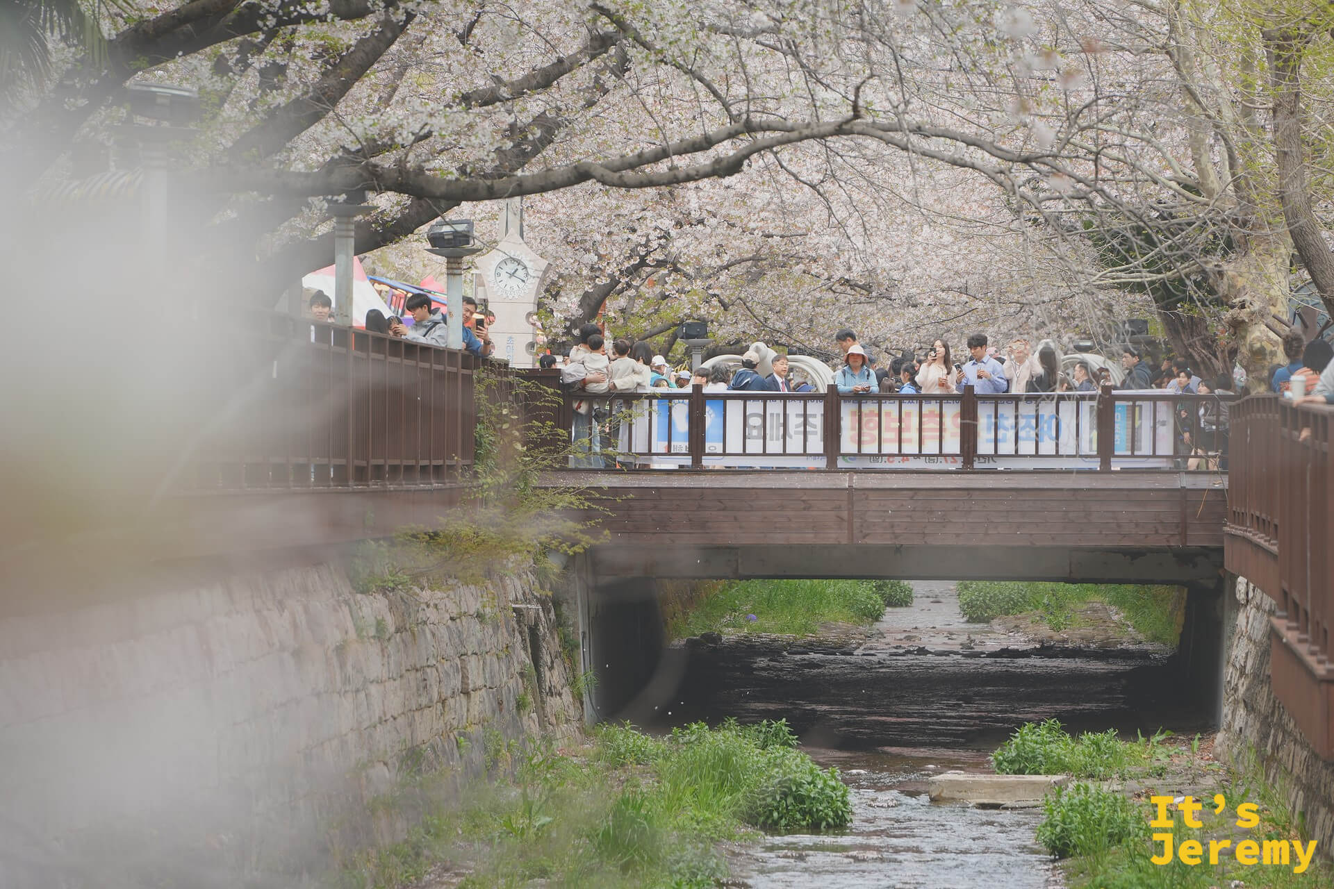 從河道側邊望向羅曼史橋,橋上站滿了正在拍照的遊客,前景花枝入鏡,上方是茂密的老花樹,橋下是淺淺的余佐川小溪
