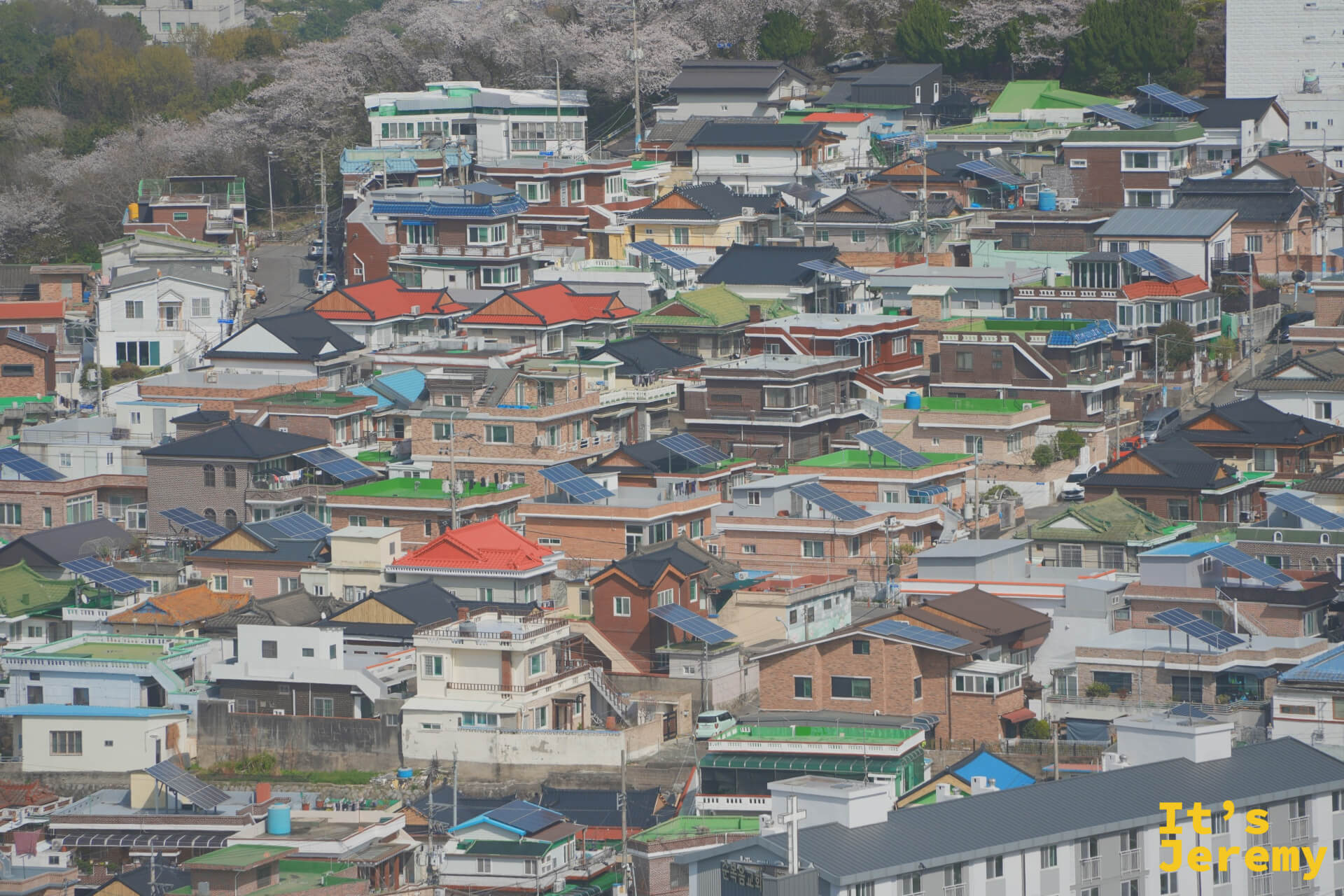 從鎮海塔俯瞰老城區,密集的彩色屋瓦填滿整個視野,遠方隱約可見粉白色的櫻花群落