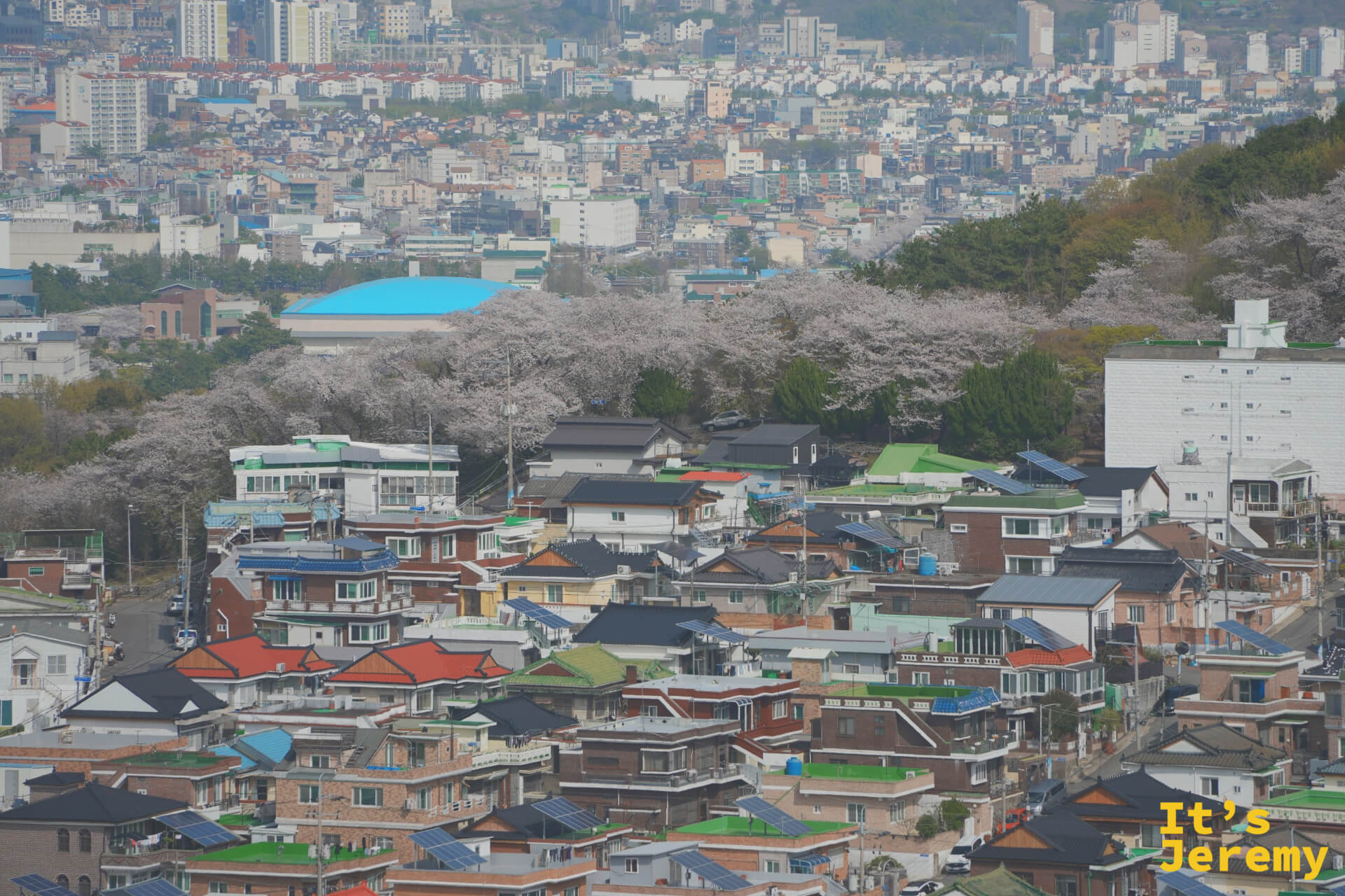 寬景俯瞰鎮海城區,粉白色花帶在屋瓦之間若隱若現,遠方高聳公寓群與壓陣山脈形成三個層次的城市剖面