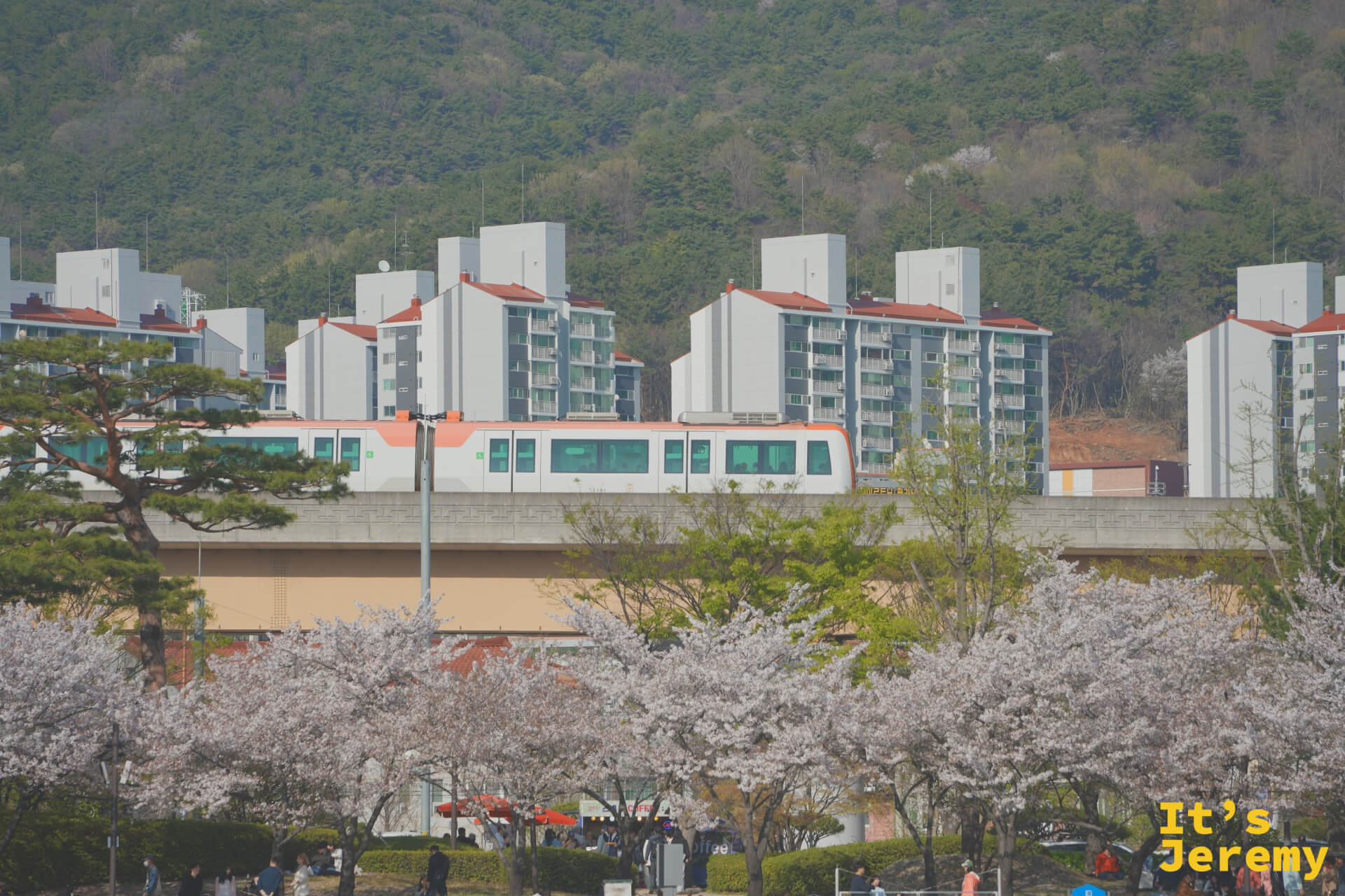 金海輕軌列車穿越滿開的粉白櫻花林，高架橋後方是金海住宅群與遠山