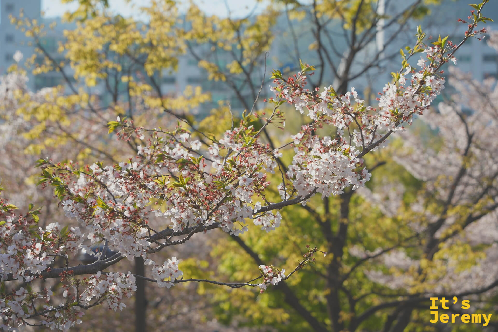 花道近景，一枝春花橫向伸展，後方是金海市區的公寓樓群