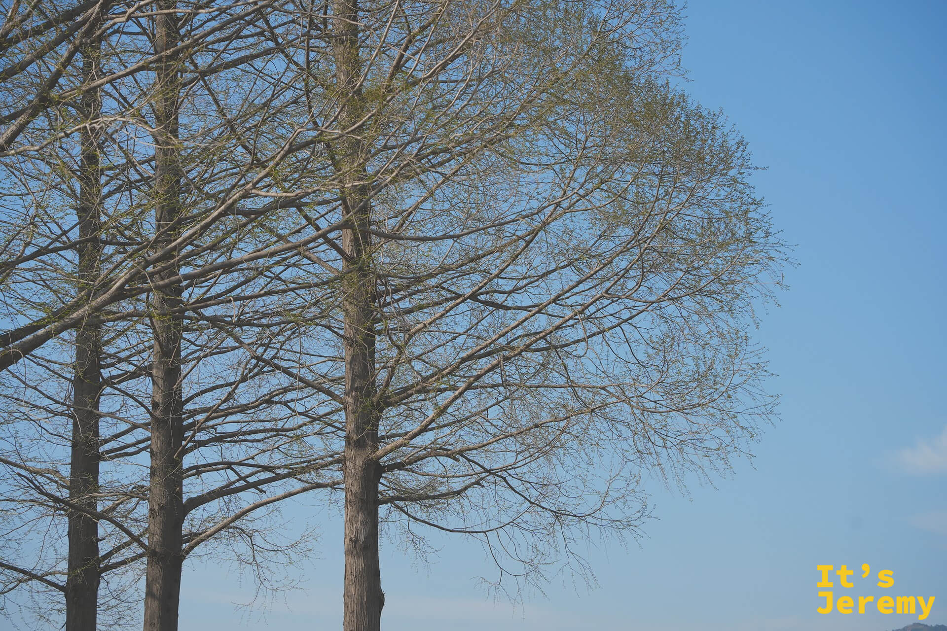 公園內高大的落羽松筆直伸向藍天，春日晴空是它最好的背景
