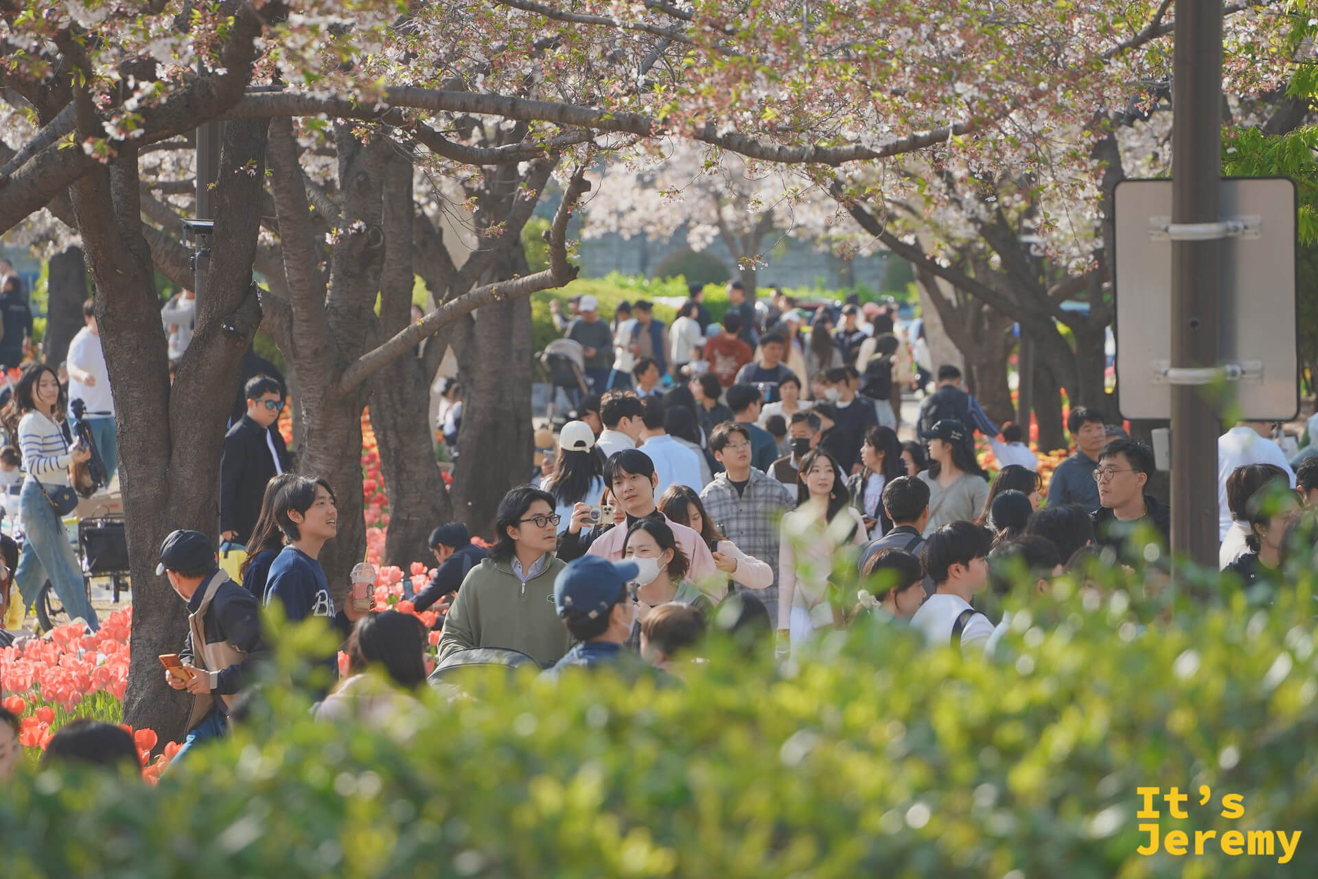 人群在湖岸滿開的花道中漫步，粉白花瓣幾乎將天空填滿