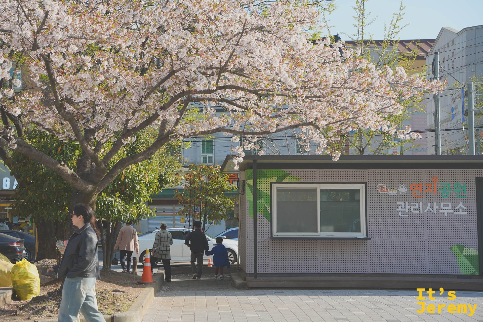 公園管理事務所入口旁，一棵老樹滿掛春日花瓣，提醒你離花海只剩幾步路