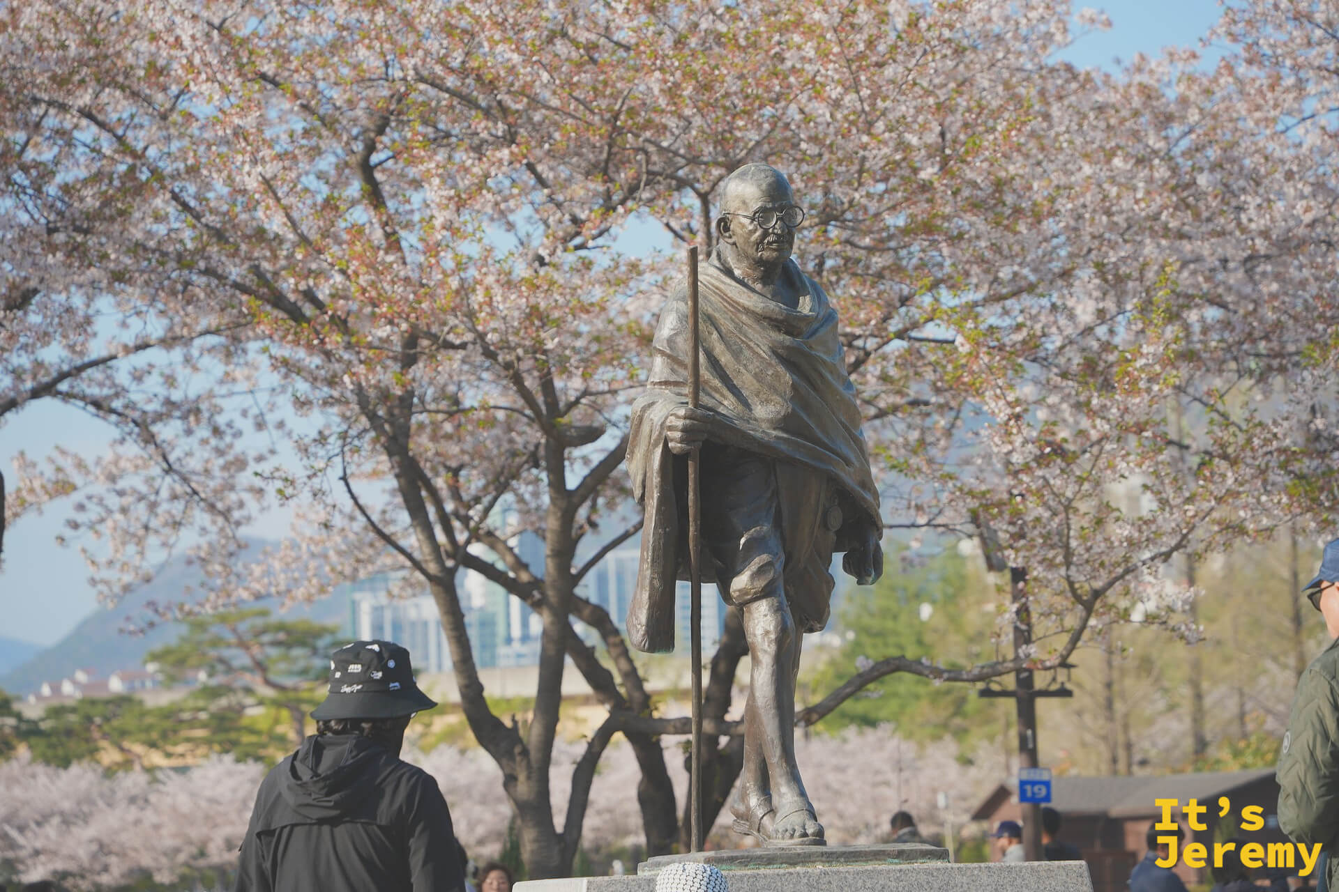 甘地銅像在盛開的春日花樹前，遊客路過形成自然的動態對比