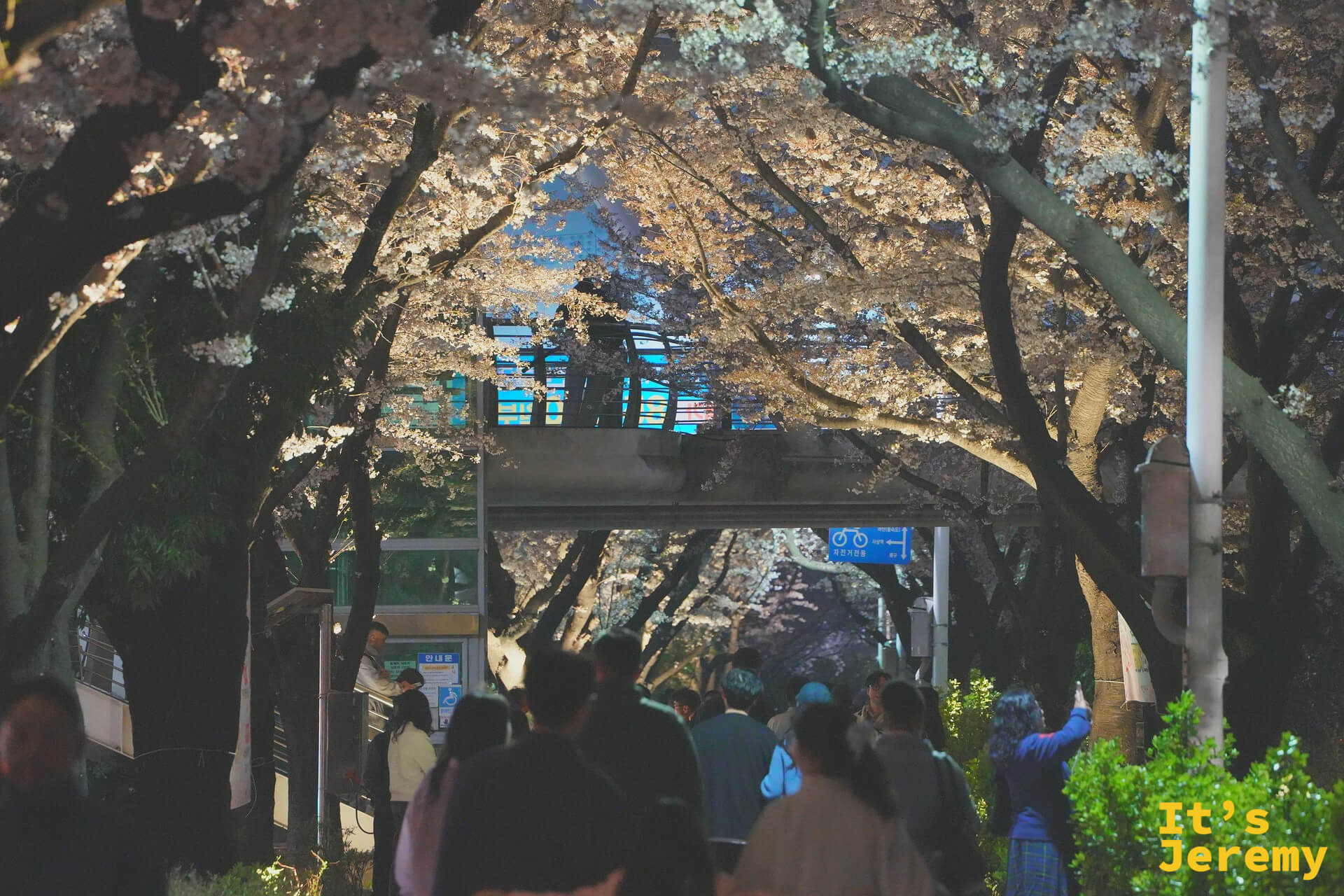 入夜後的三樂公園，老櫻樹被燈光點亮，花道裡的人群慢慢穿梭