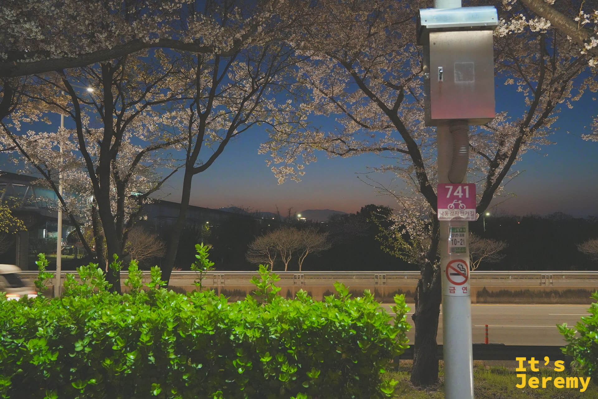 741 路巴士站旁的垂枝老櫻樹，傍晚天空開始由藍轉紫，就是入園的好時機