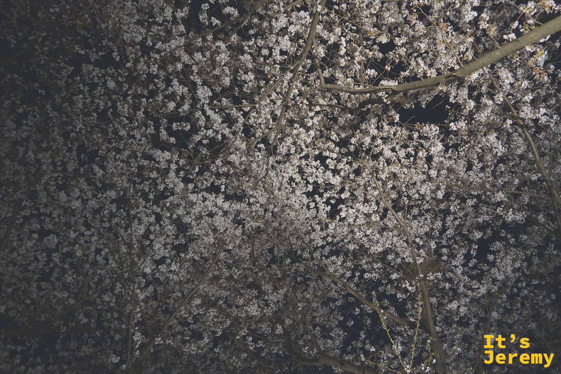 仰拍夜間三樂公園的花道，密密麻麻的白色花瓣覆蓋整個天頂，黑色夜空讓花的輪廓更加清晰