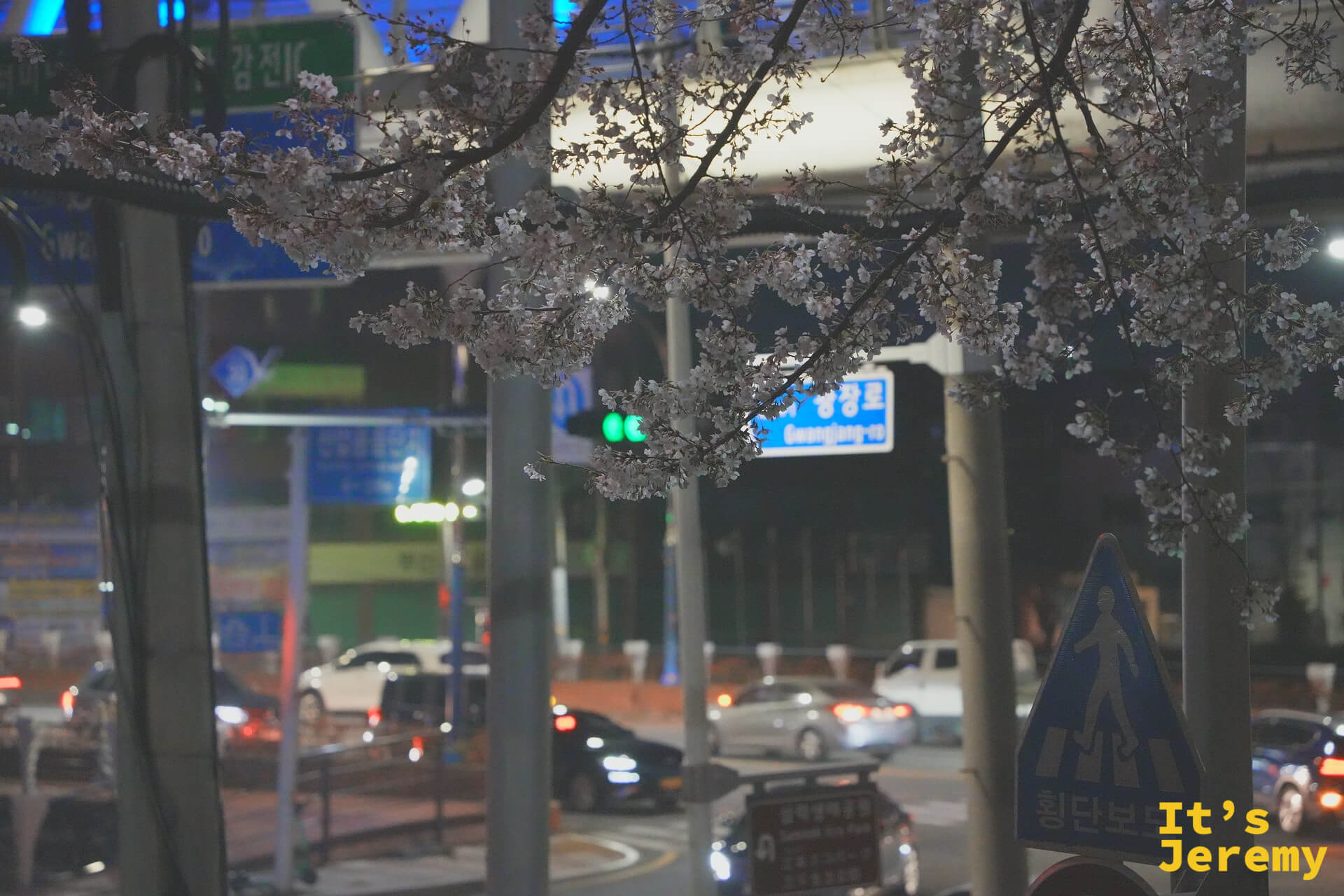 花道旁的城市路口夜景，韓文路標和車流燈光與垂枝的老櫻樹同框，花長在真實的城市日常裡