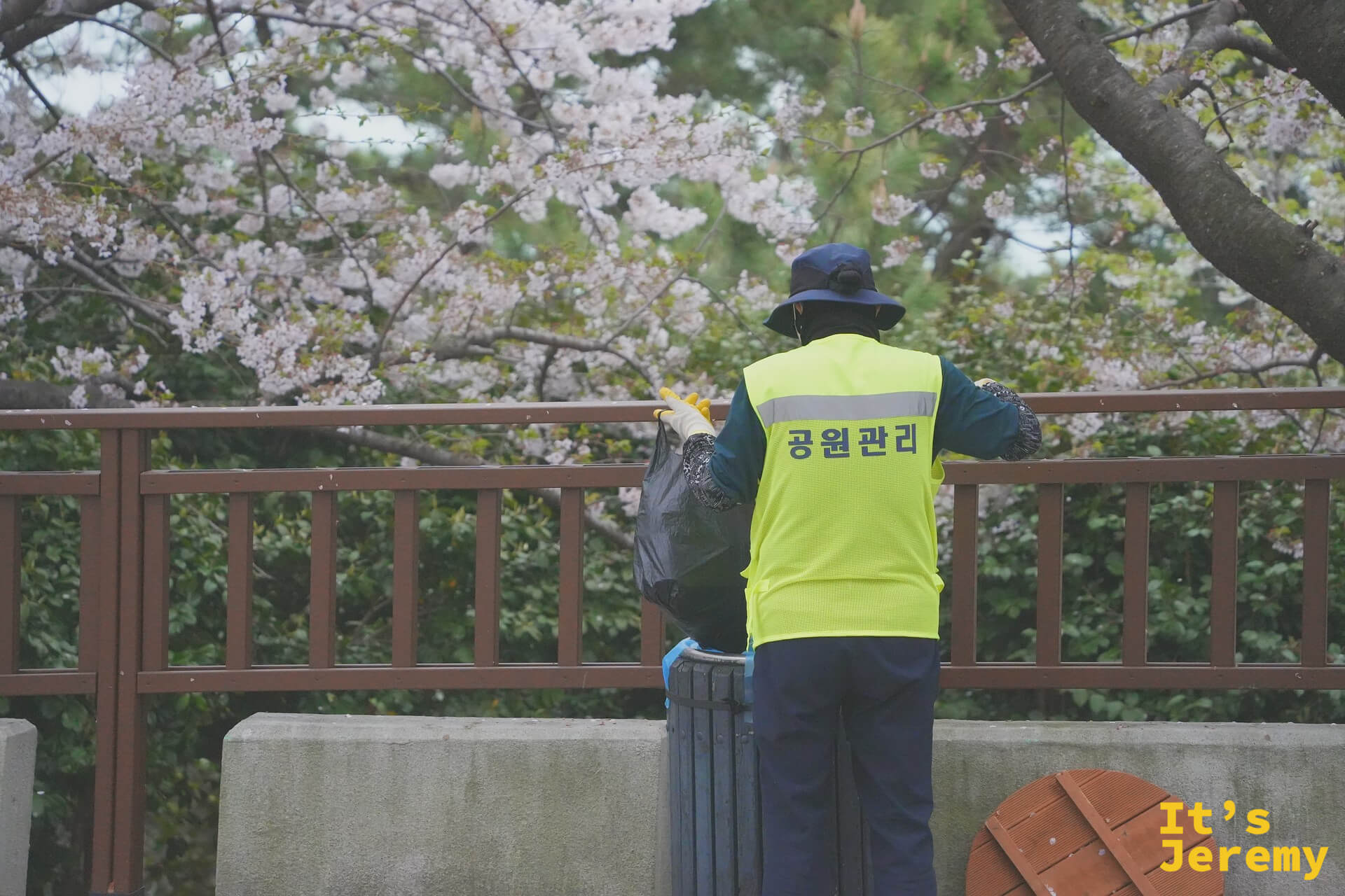 穿著黃色反光背心的公園管理員在欄杆邊清掃，身後吉野櫻正值盛開
