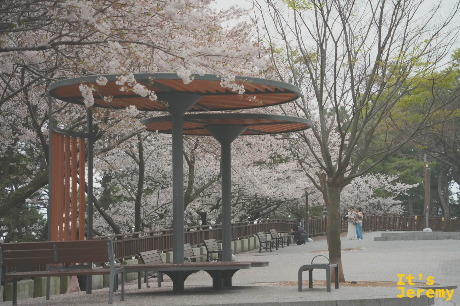 現代造型的雙層圓盤形涼亭坐落於步道旁，遠方一名旅客在欣賞兩側的吉野櫻