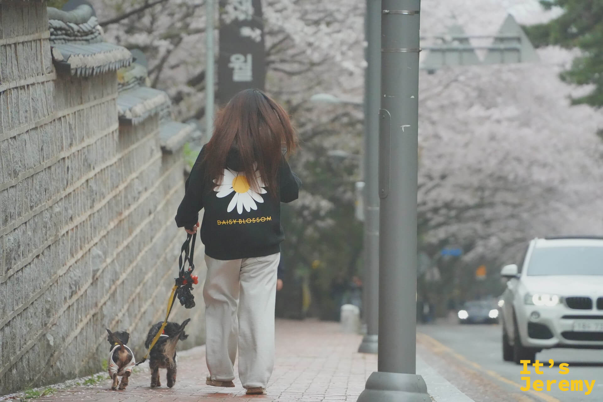 一名女性牽著兩隻小狗沿著石牆邊的人行道散步，右側行車道的吉野櫻形成粉白花廊