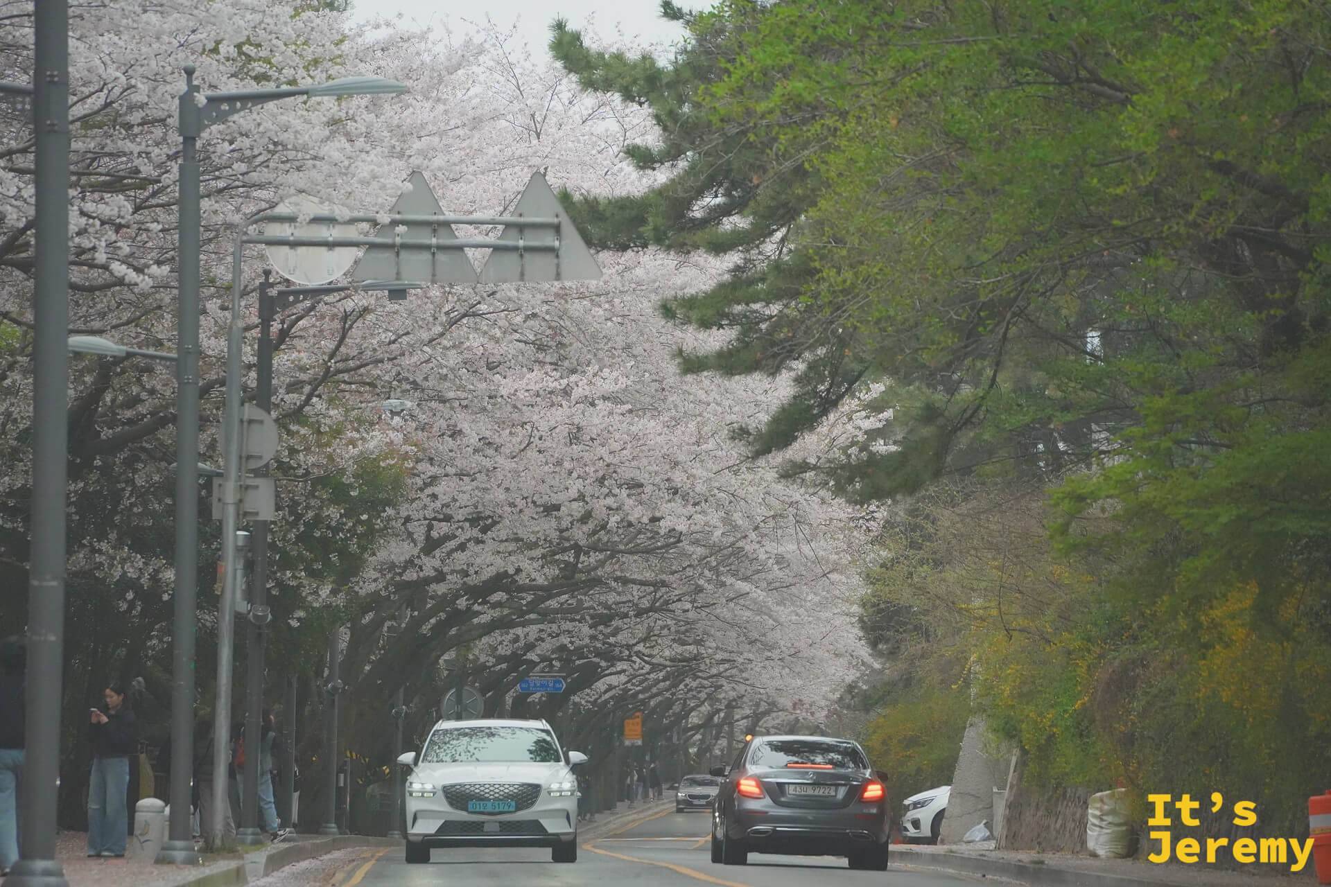 兩輛轎車行駛在吉野櫻形成的花拱道路上，白色花海從兩側夾住整條車道