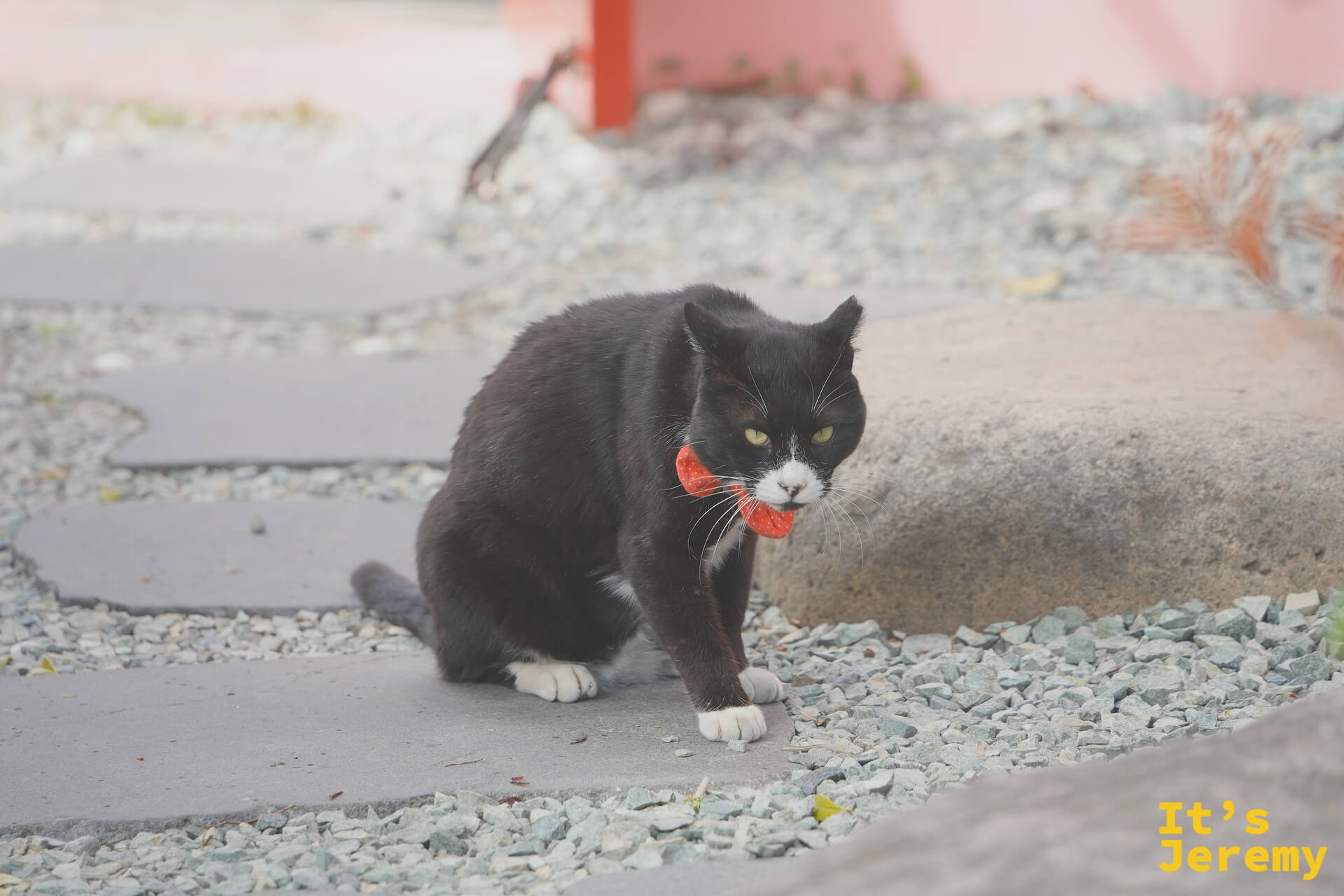 甘川洞街貓，黑白毛色配紅色項圈，習慣了遊客鏡頭
