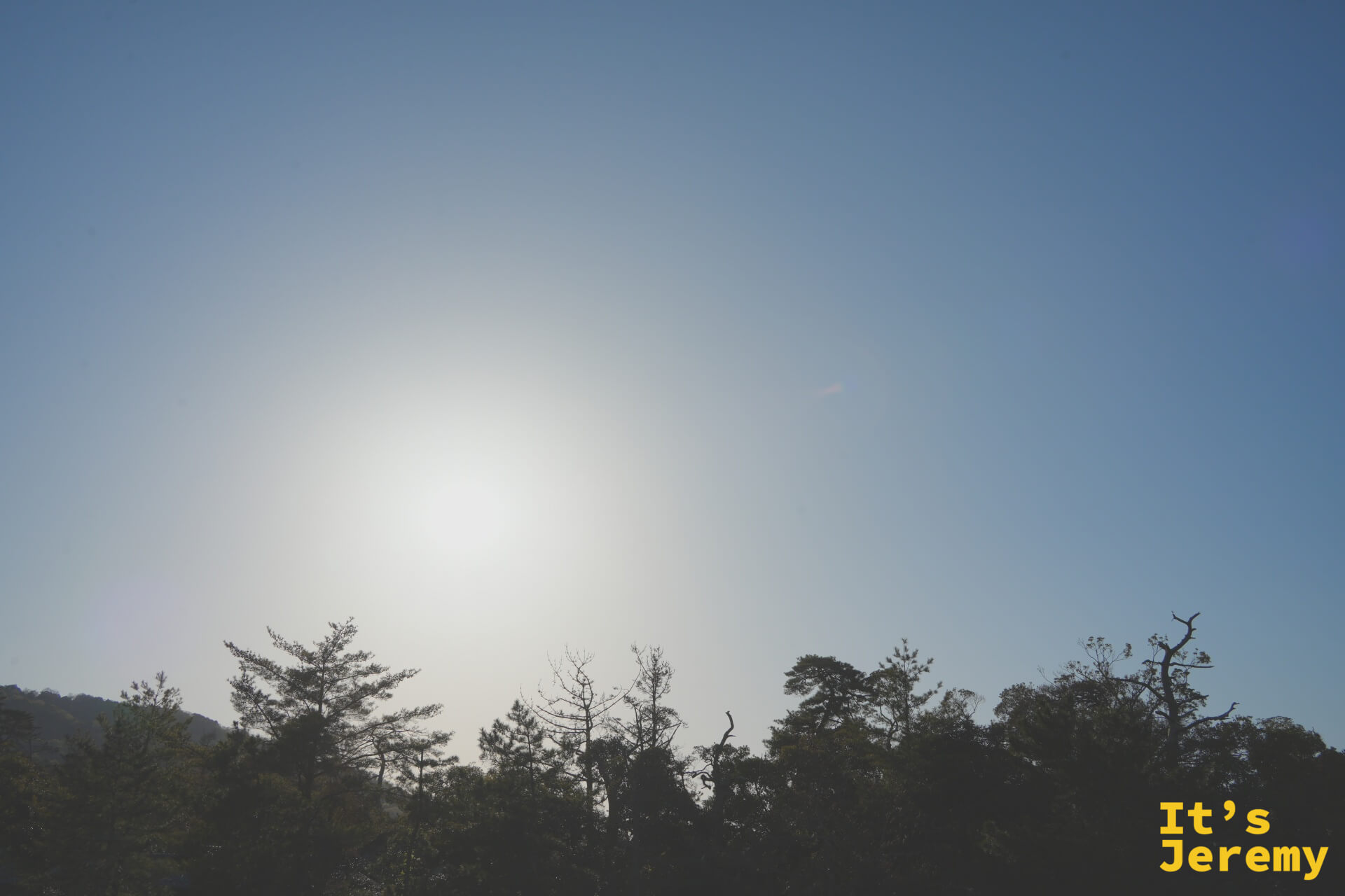 松林のシルエットと背後から差す太陽