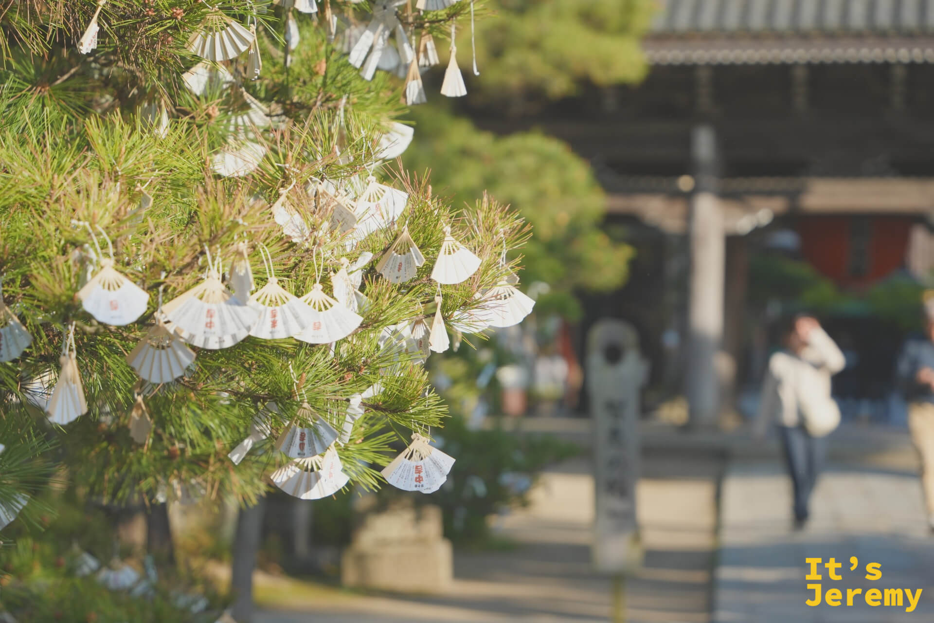 智恩寺の松の木におみくじがつるされている