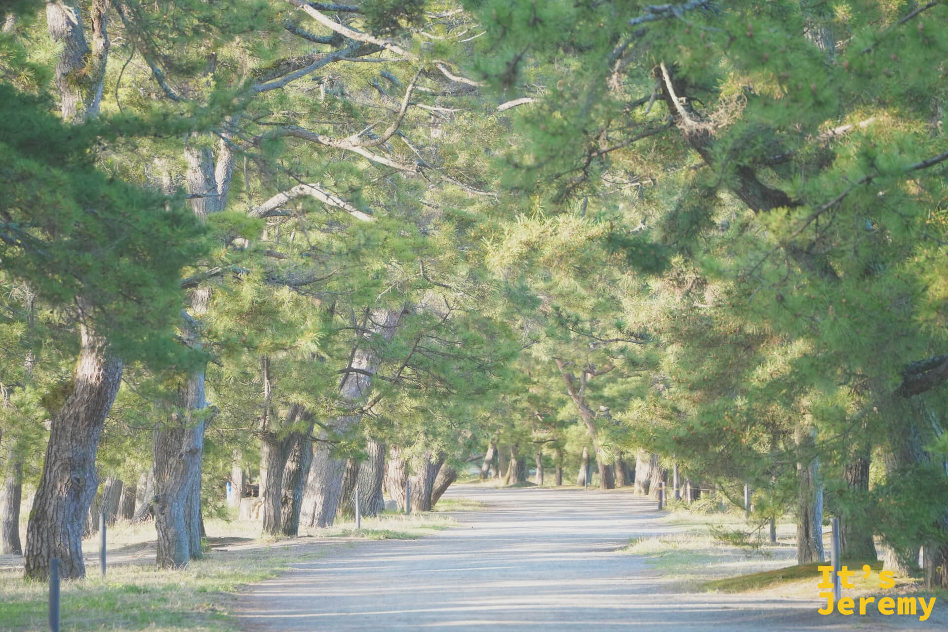天橋立砂洲の松並木(誰もいない対称構図)