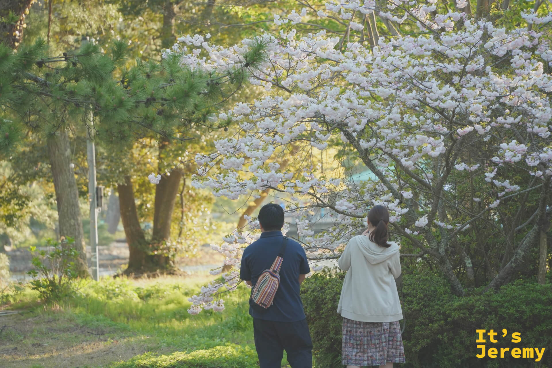 松林に咲く山桜を見上げるカップル(後ろ姿)