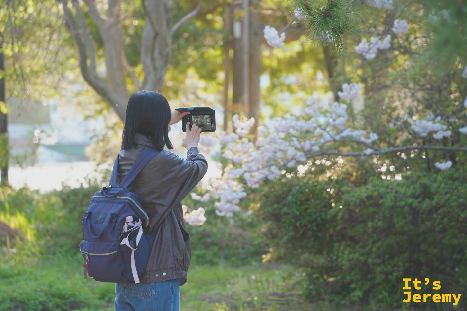 松林の中で山桜を撮影する女性