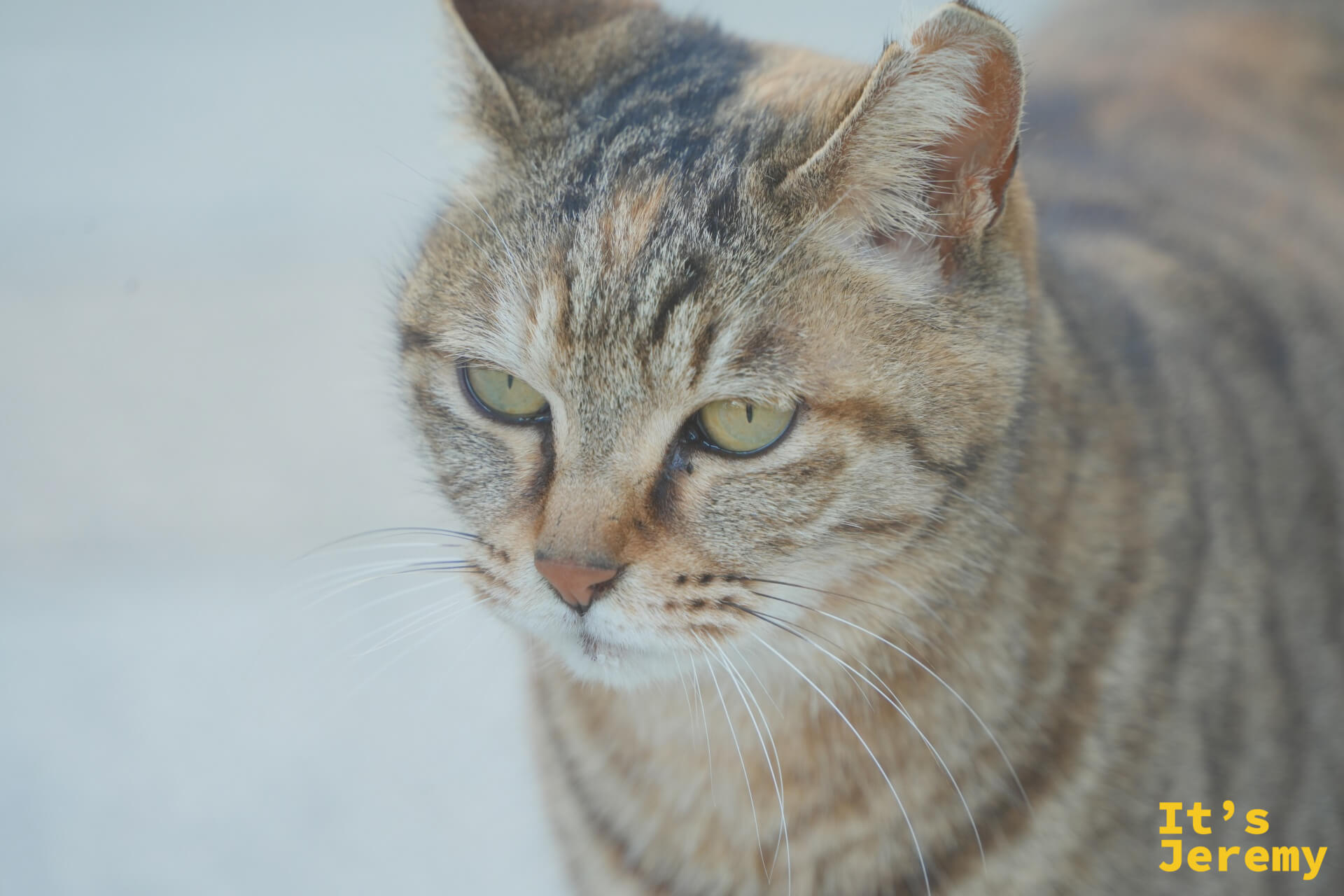 天橋立の野良猫の顔のアップ