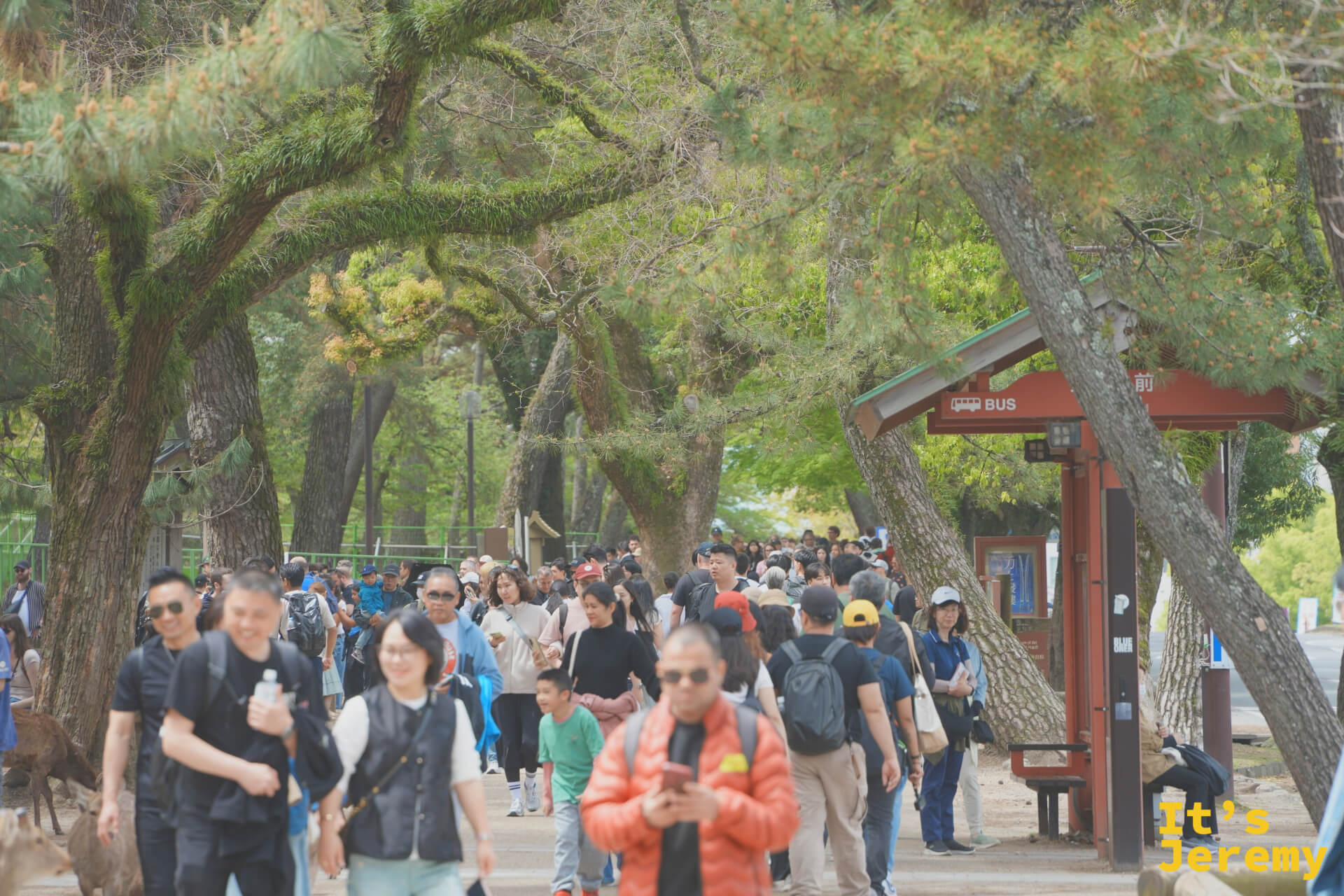 通往東大寺方向的松樹大道，各國遊客人潮川流不息