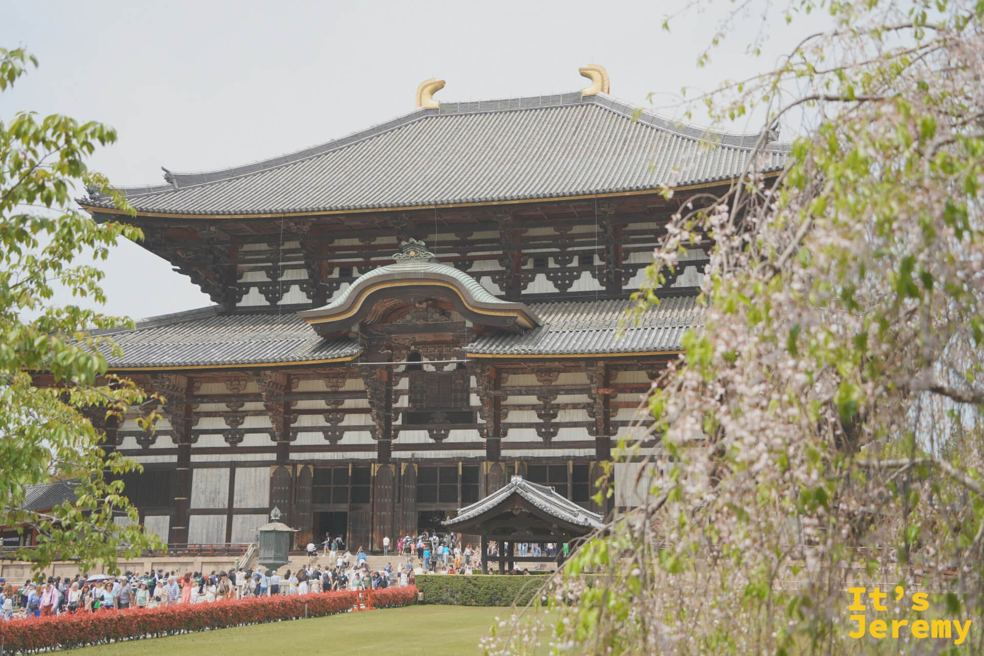 大仏殿正面配春日晚開花朵的框景，是全行程最美的一張