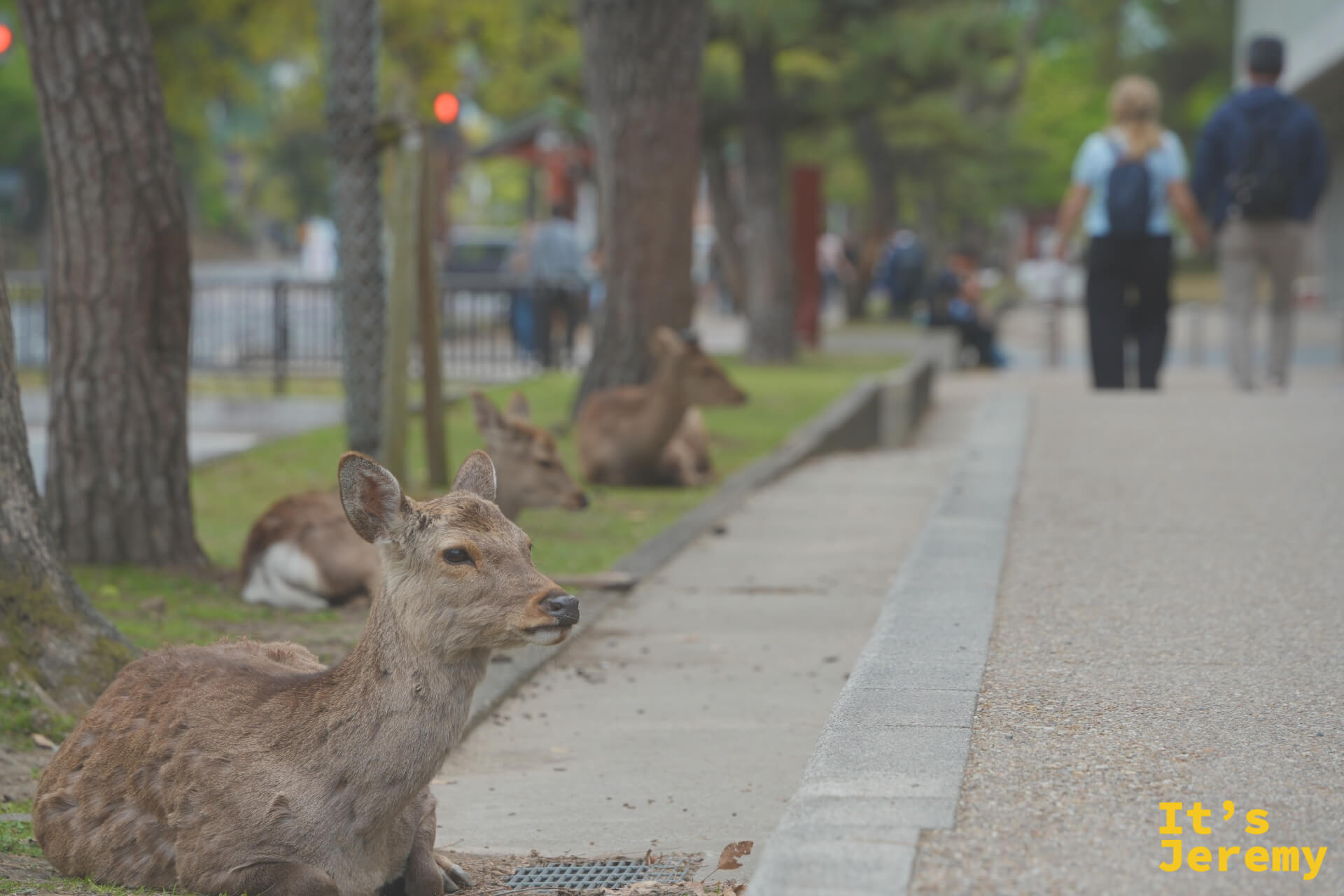 鹿趴在公園步道旁，遊客走過