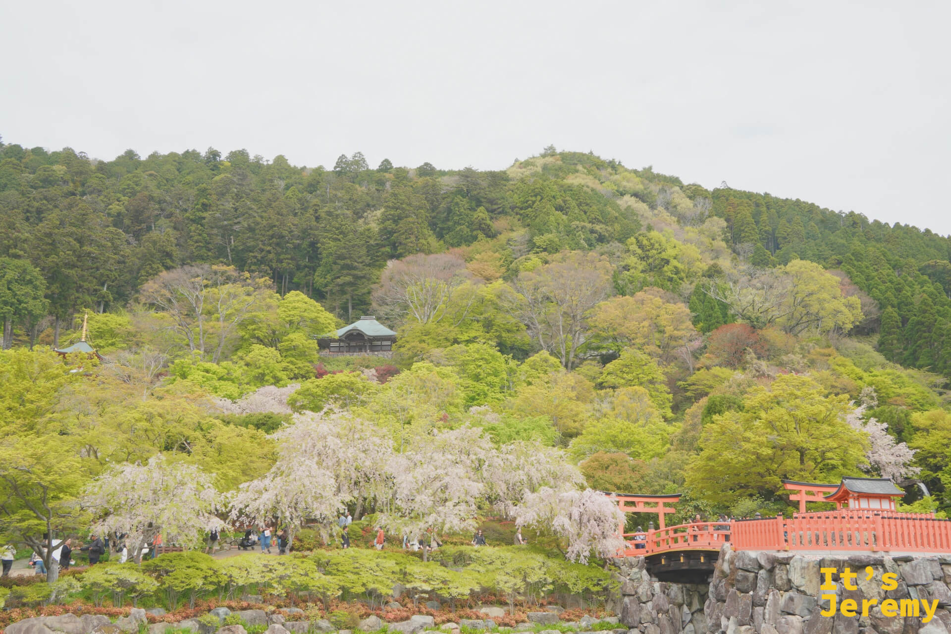 從更遠處望:紅橋、枝垂櫻與寺院建築群的組合