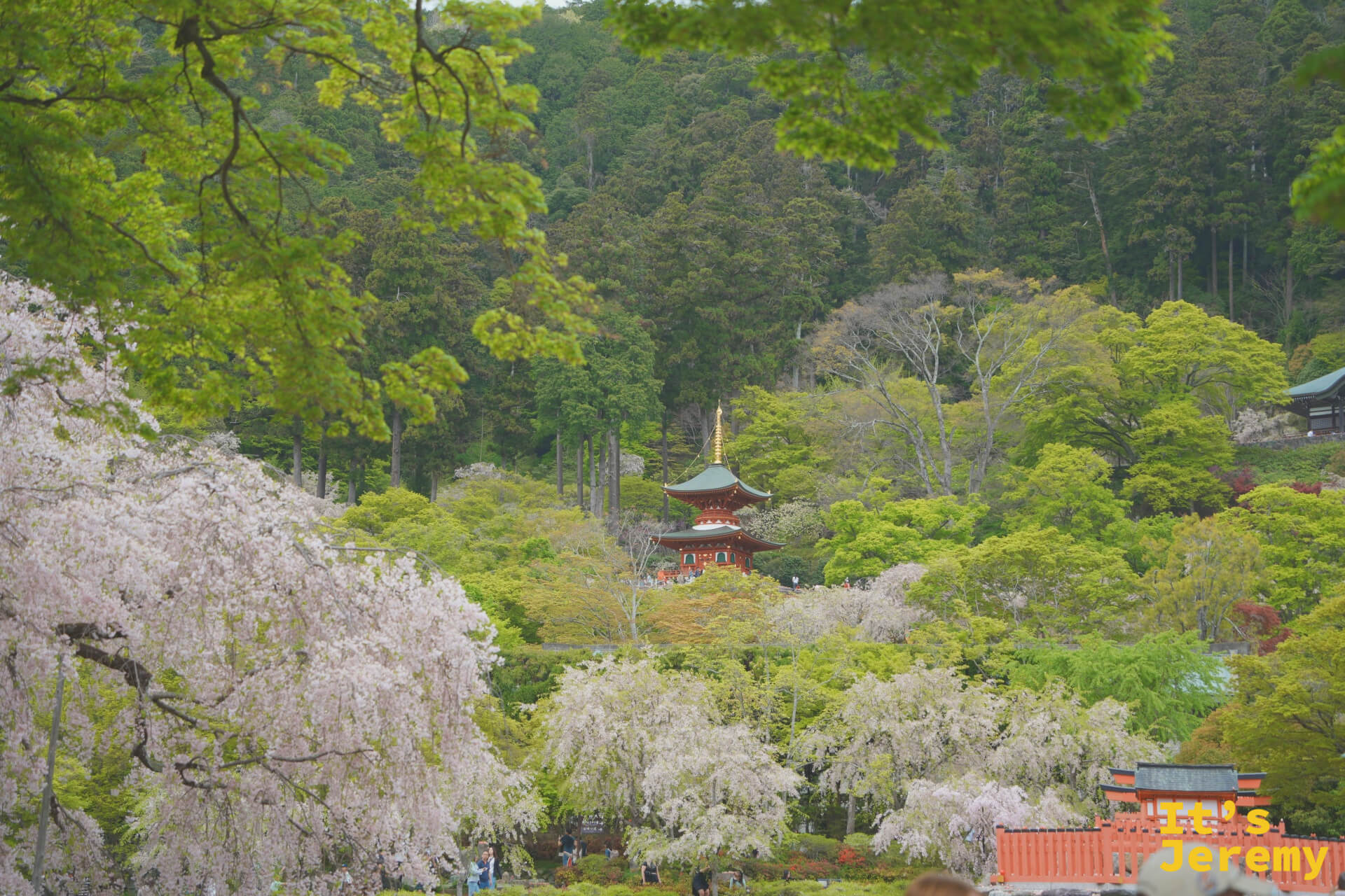 勝尾寺全景，多寶塔藏在枝垂櫻與新綠山林之中