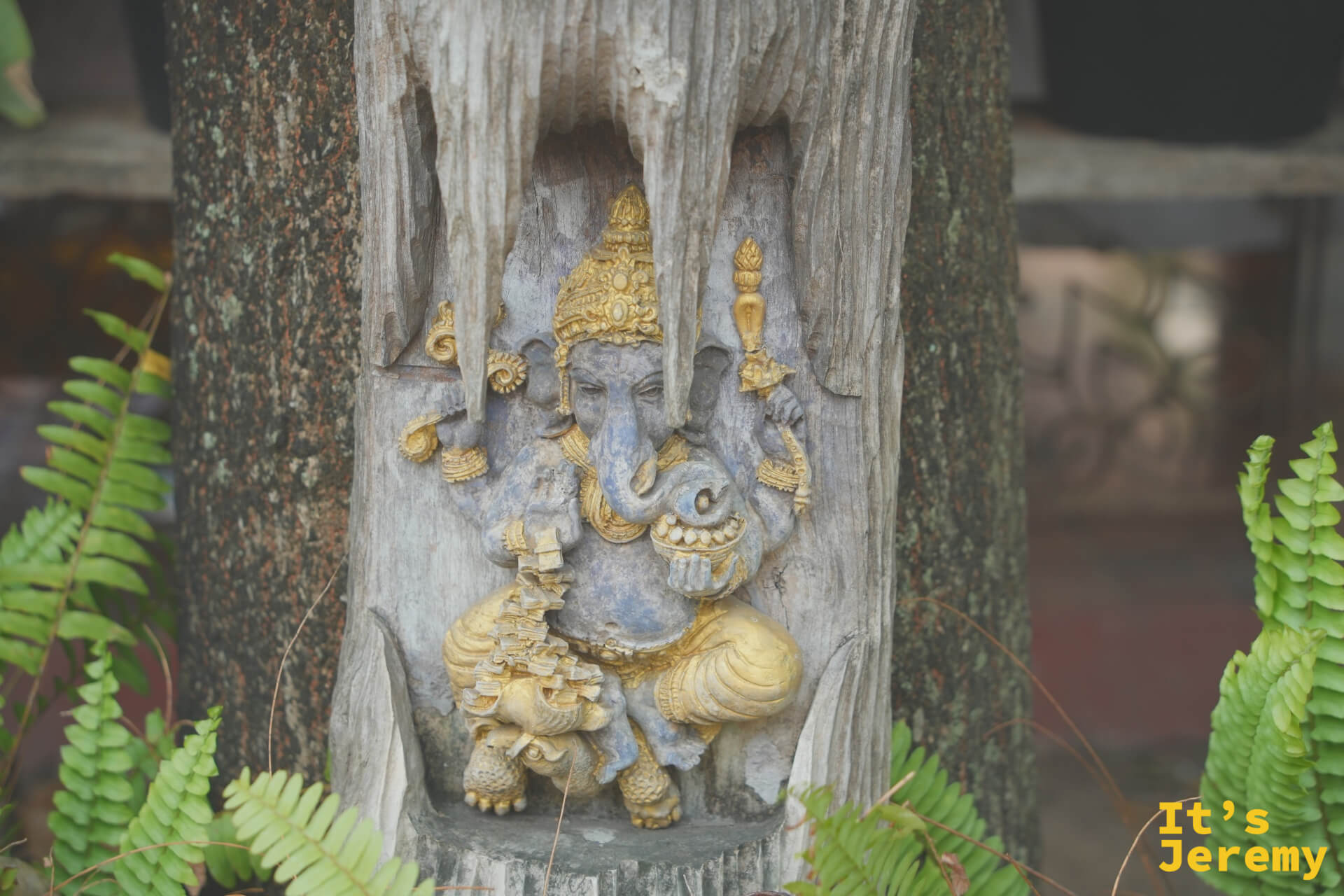 老樹樹幹上的象頭神（Ganesh）浮雕，蕨類植物從旁生長，神像與自然共存