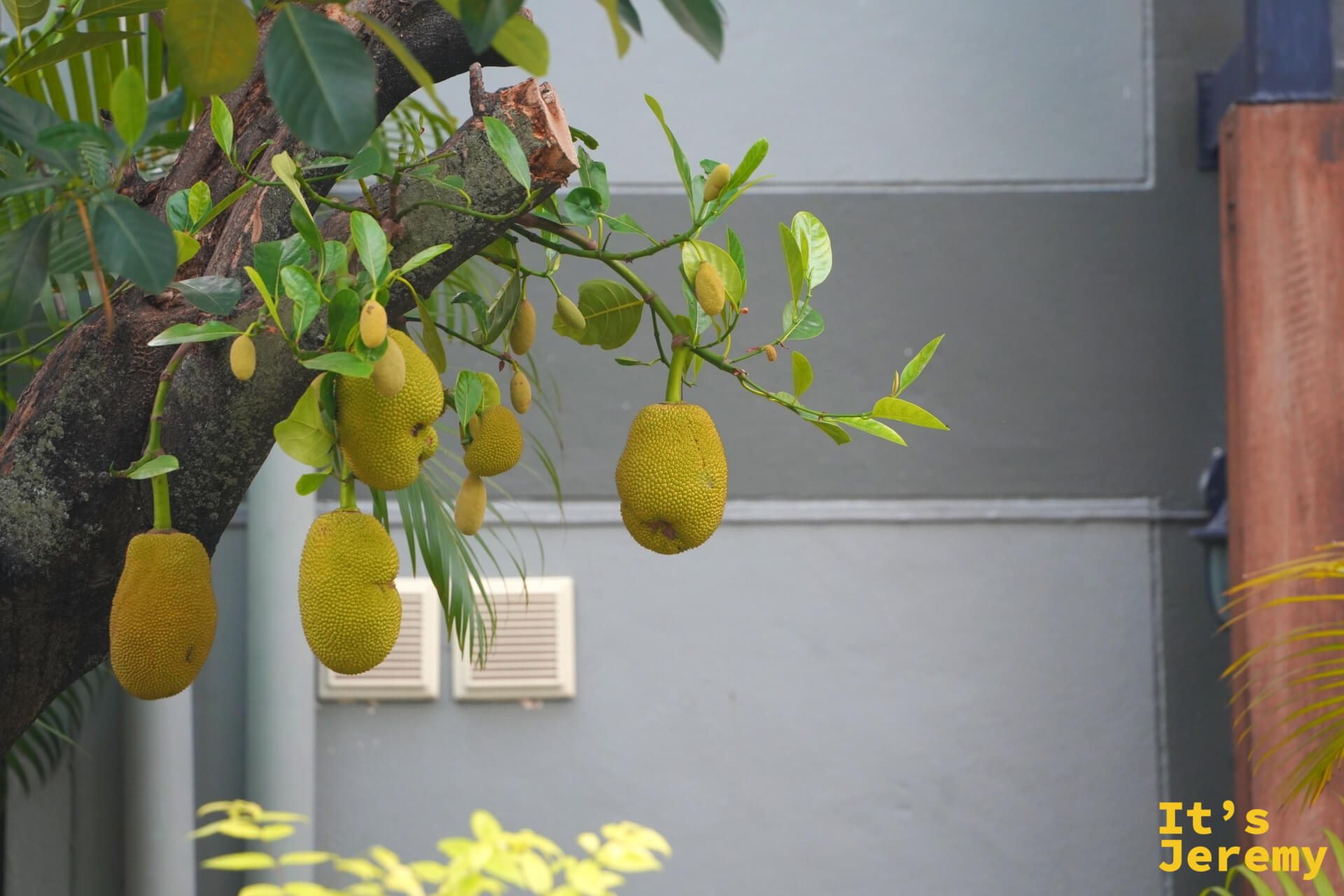 餐廳旁庭院的樹枝上掛著多顆青綠色菠蘿蜜,果實密集,夜燈光線打出果皮的粗糙質感