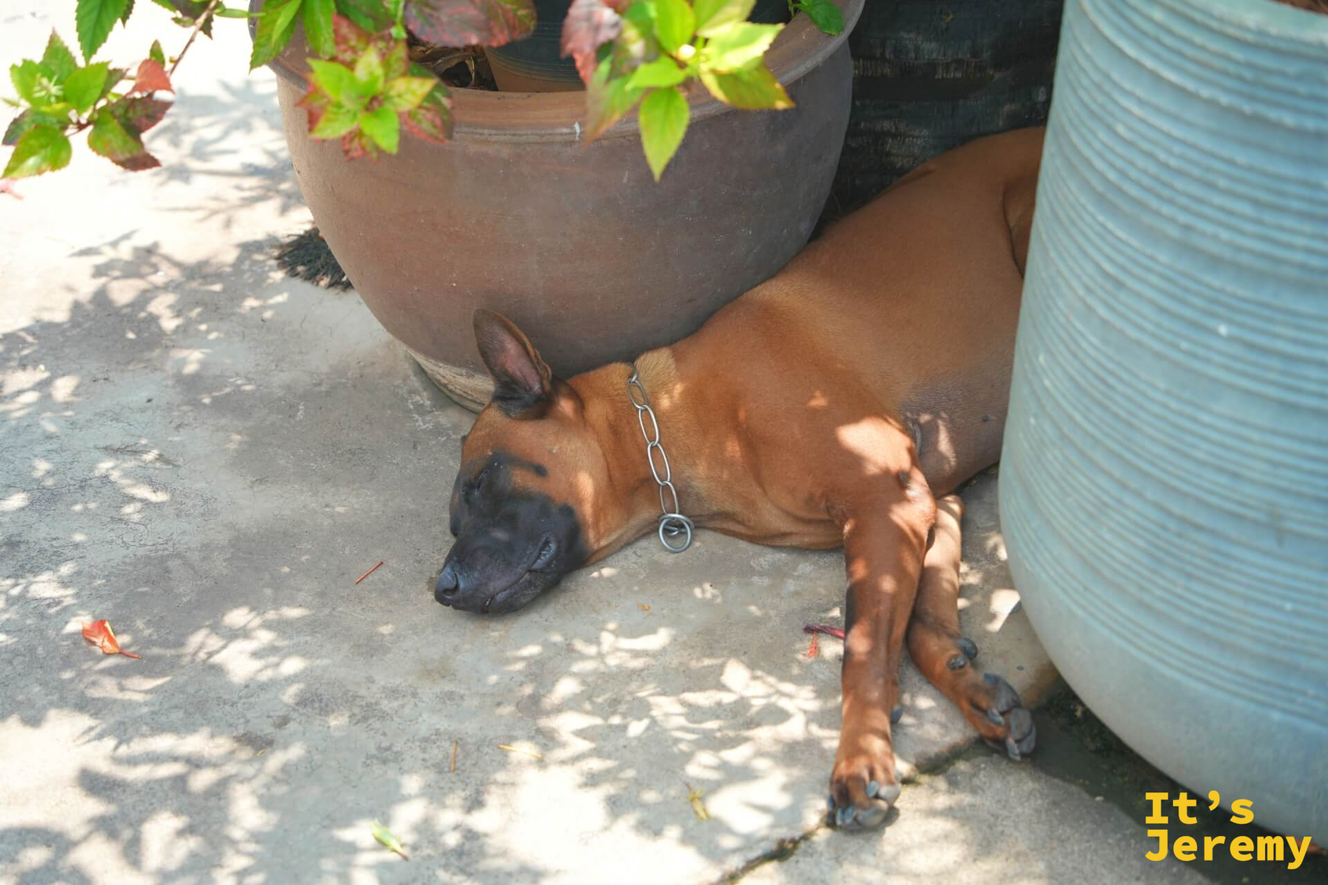 另一隻守護犬趴在花盆旁的樹蔭下熟睡