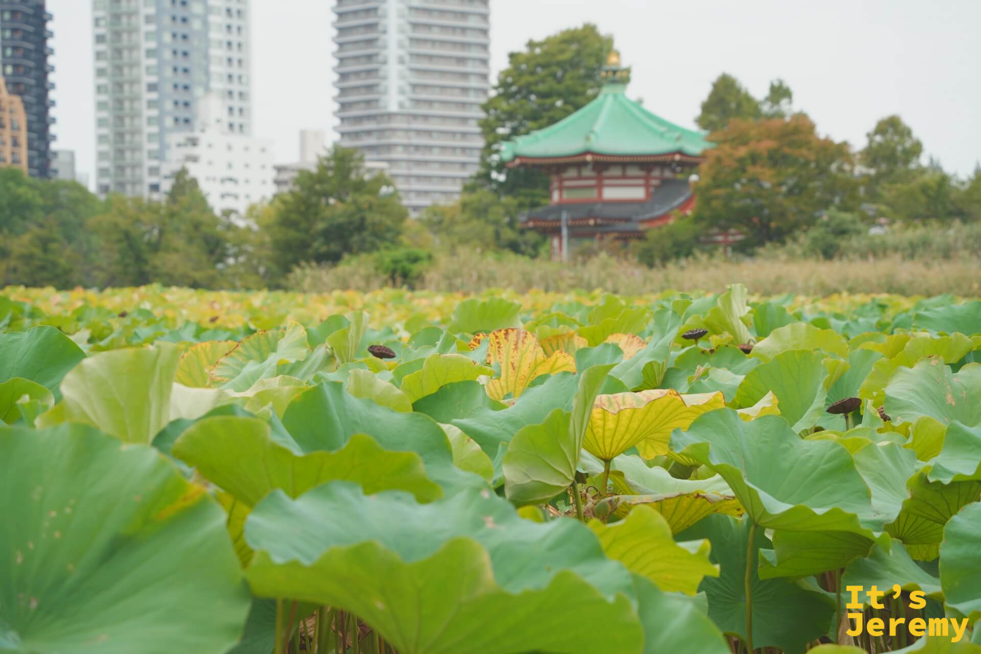 不忍池蓮花池,背景是辯天堂的綠色屋頂和現代高樓,蓮葉一片茂盛